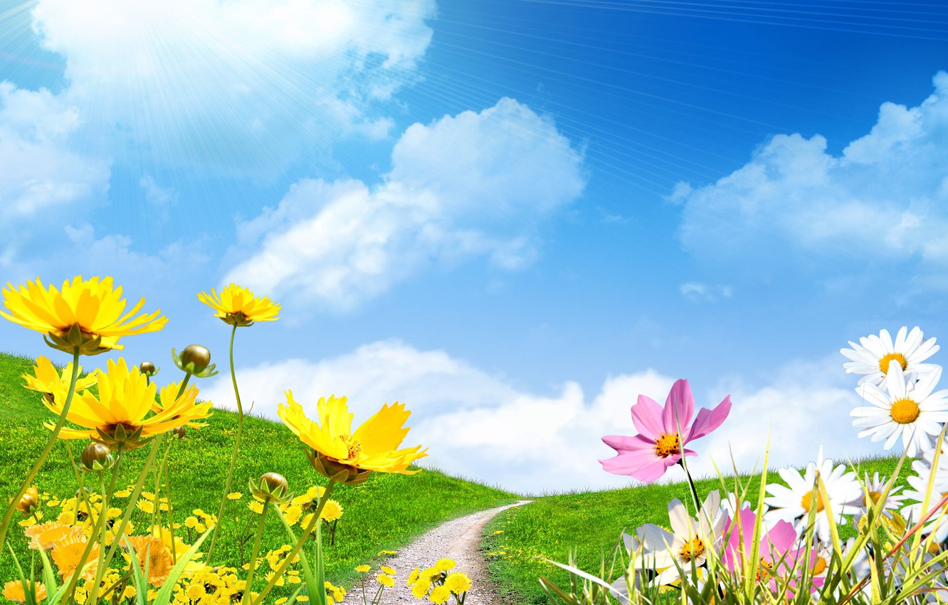 Wallpaper field, the sky, the sun, chamomile, spring, spring, flowers save image for desktop, section цветы