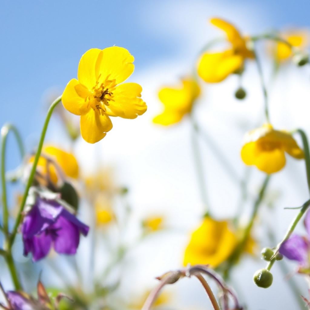 Plants Flowers Spring Sky Yellow Purple iPad Wallpaper Free Download