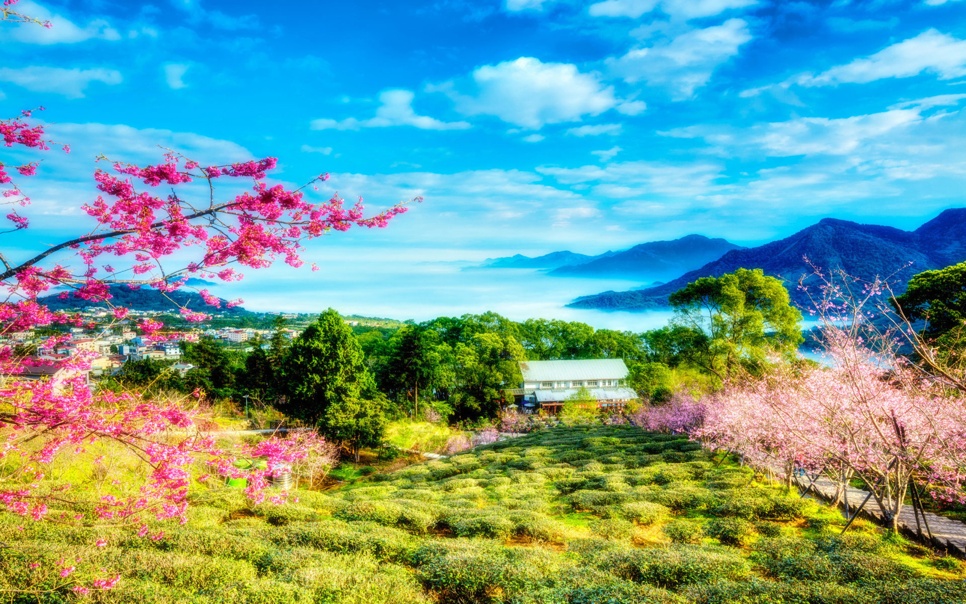China Bloom On Cherry Spring Sky Clouds Trees Mountains Mountains Landscape Desktop Wallpaper HD 2560x1600, Wallpaper13.com