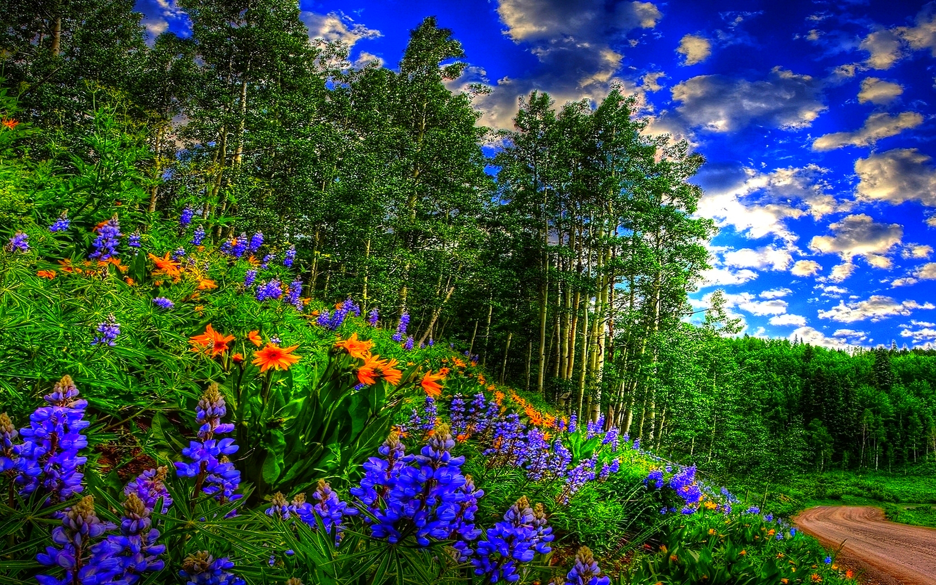 Spring Forest Sky Clouds Flowers Forest Road Wallpaper, Wallpaper13.com
