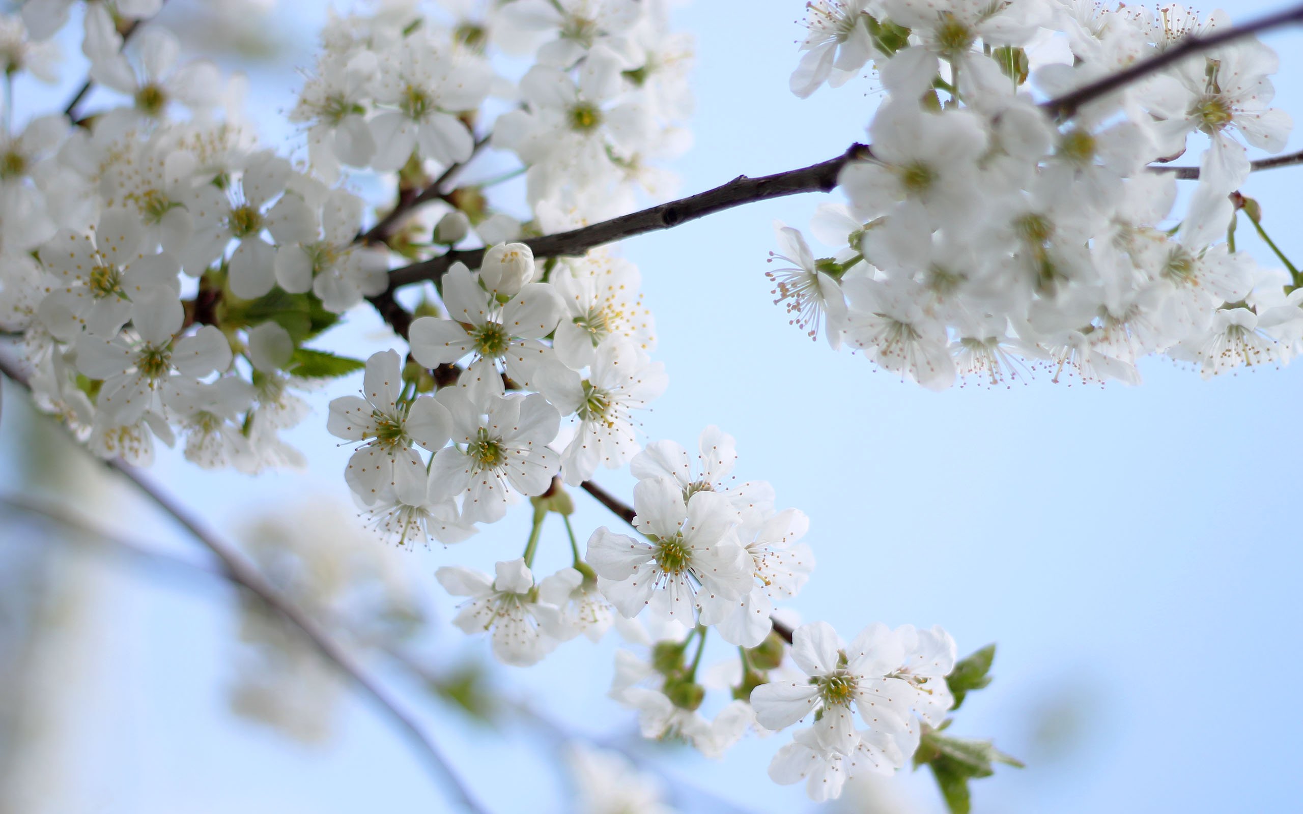 flowers, Blossom, Flowering, Cherry, Tree, Spring, Sky Wallpaper HD / Desktop and Mobile Background