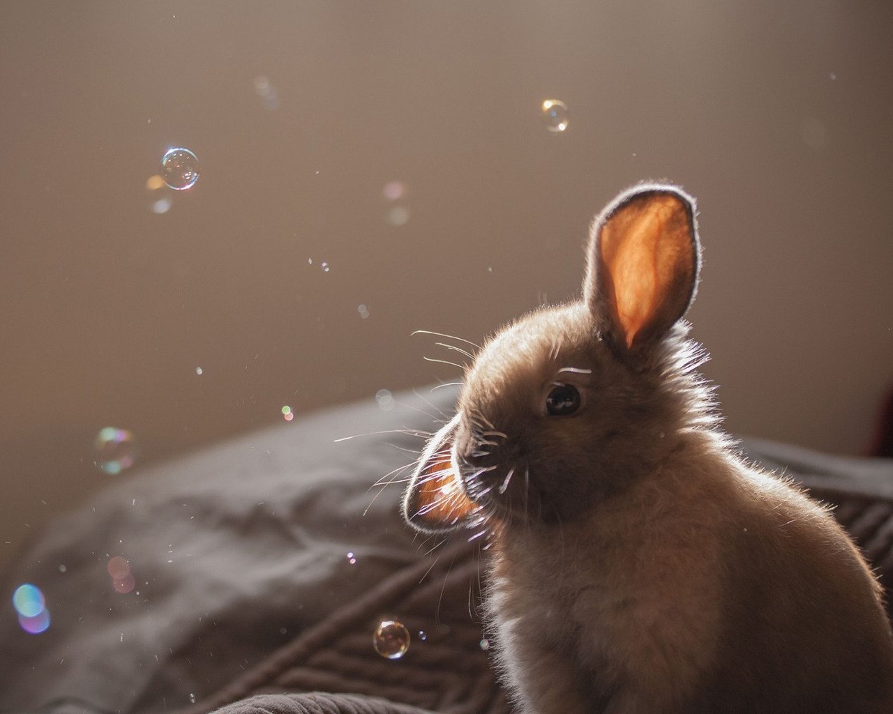 cute brown rabbits