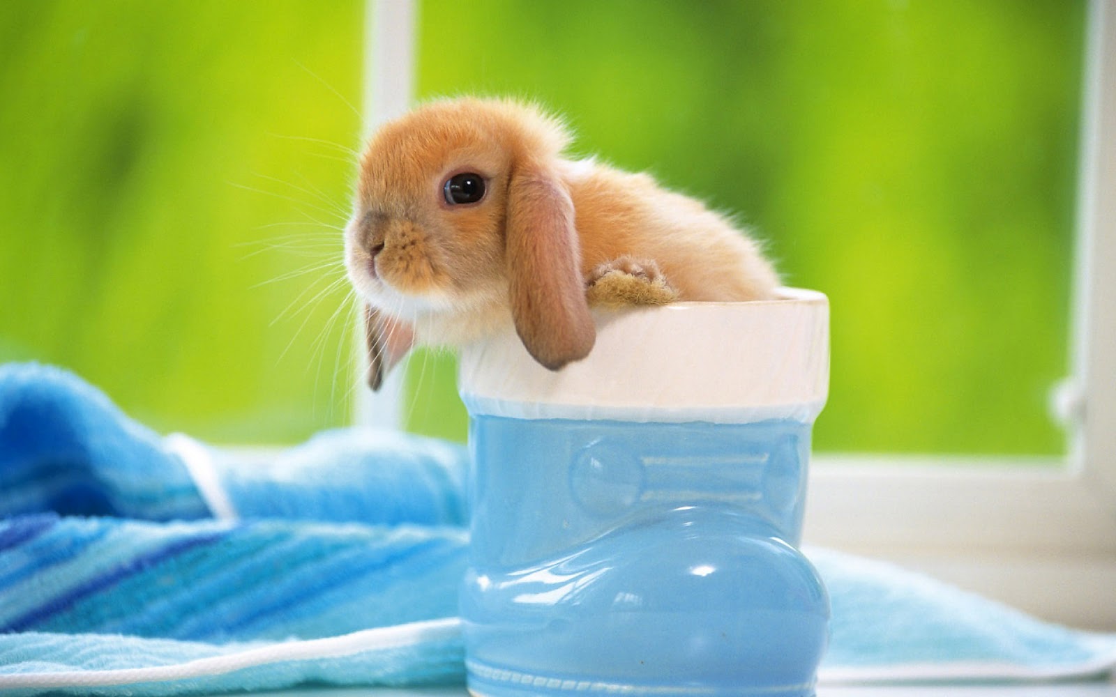 Cute Bunny Wallpaper