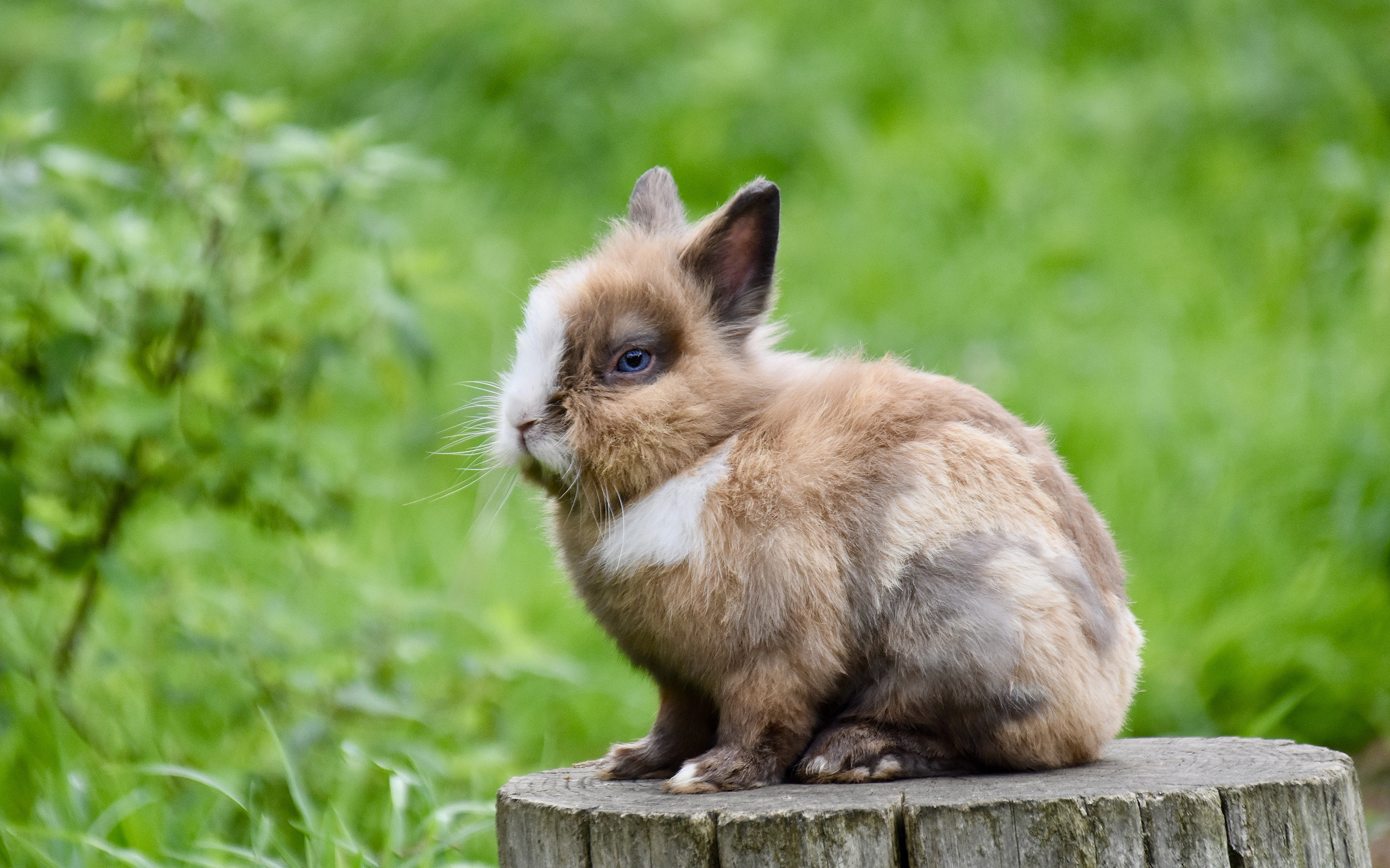 Brown Bunny Wallpapers - Wallpaper Cave