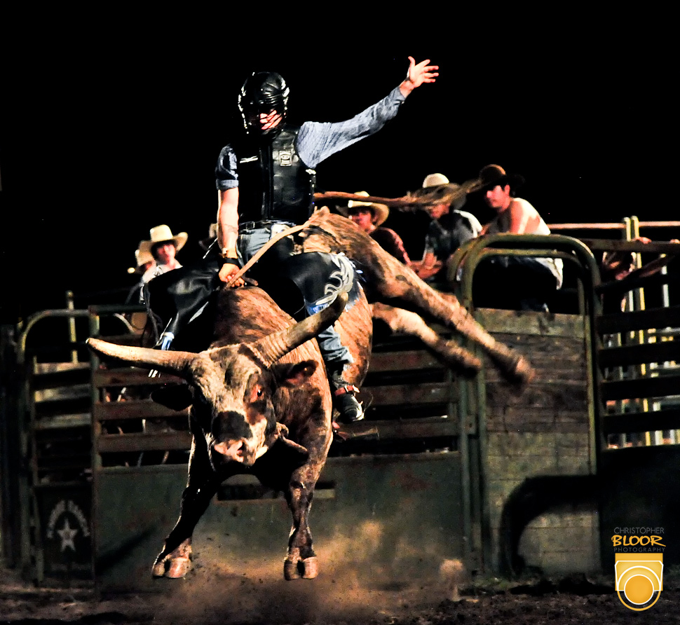 bull riding wallpaper, animal sports, bull riding, rodeo, traditional sport, public event