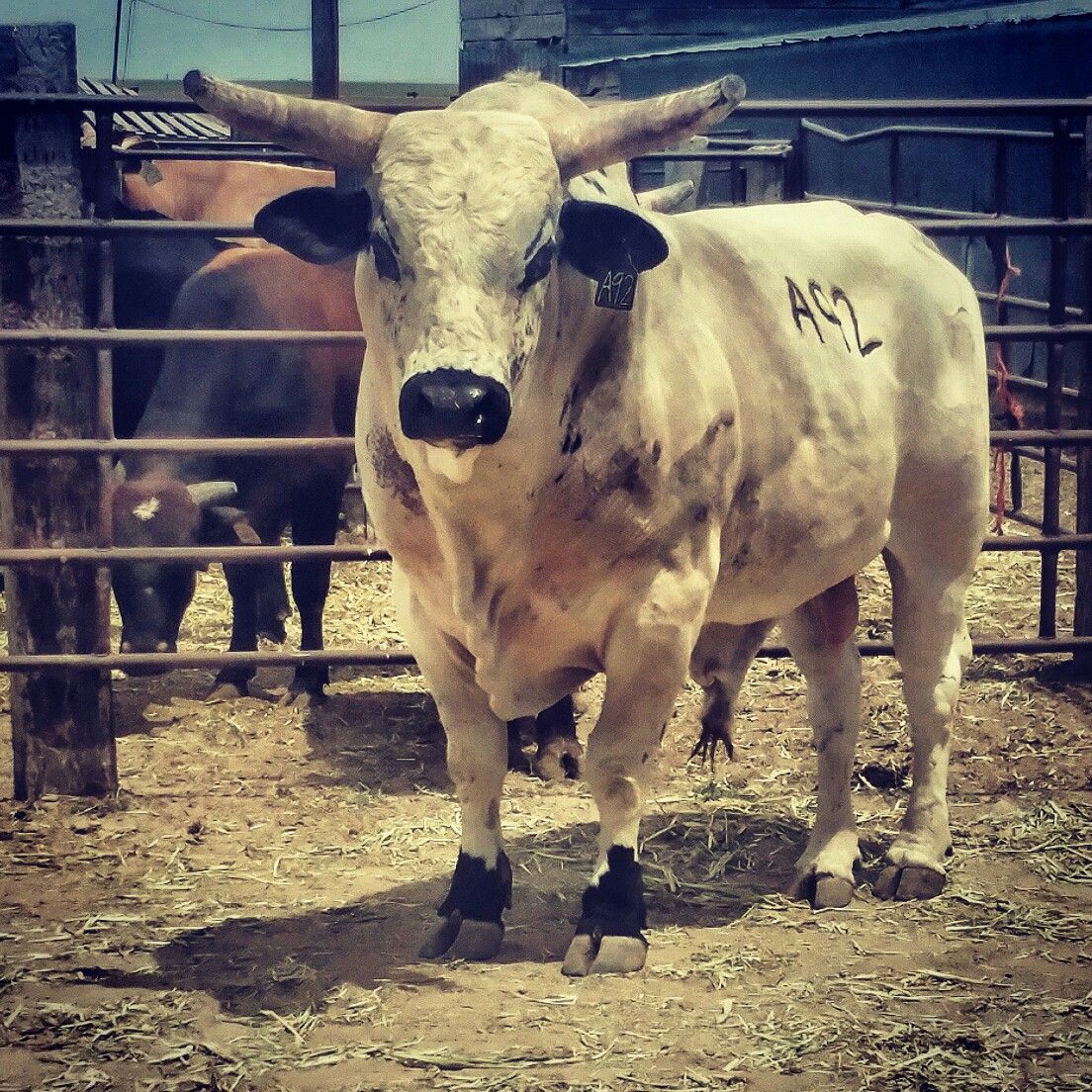 Bucking bulls are so cool to look at! ❤