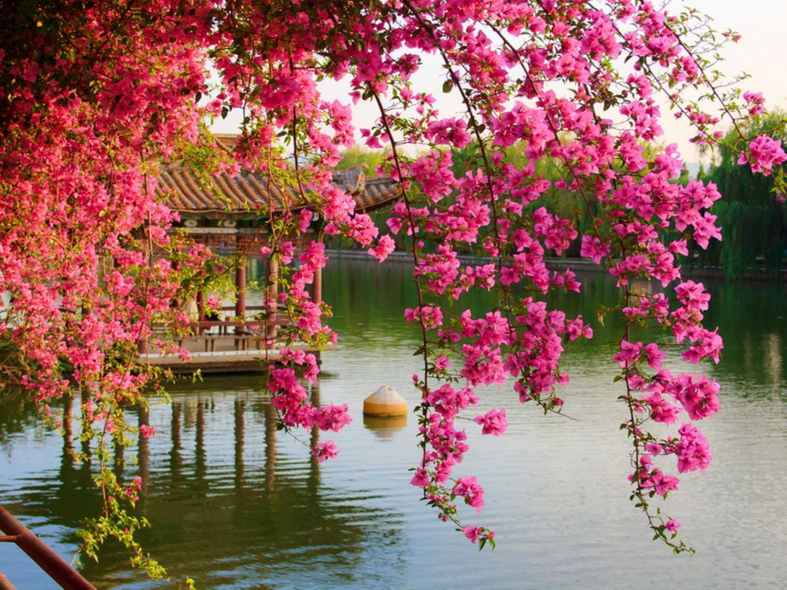 Pink Spring Flowers In The Park Chinese Kunming China HD Wallpaper, Wallpaper13.com