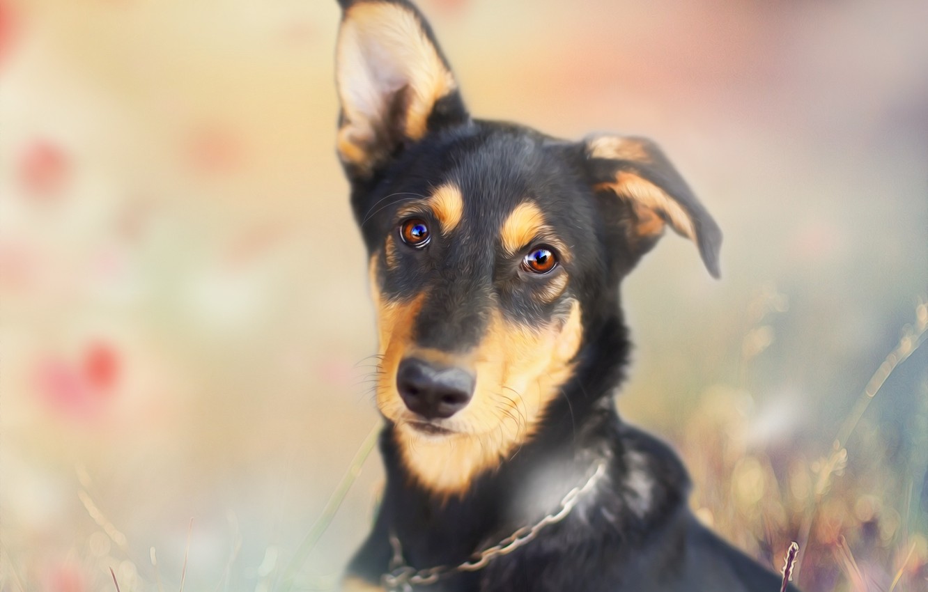 Wallpaper look, background, dog, puppy, mongrel image for desktop, section собаки