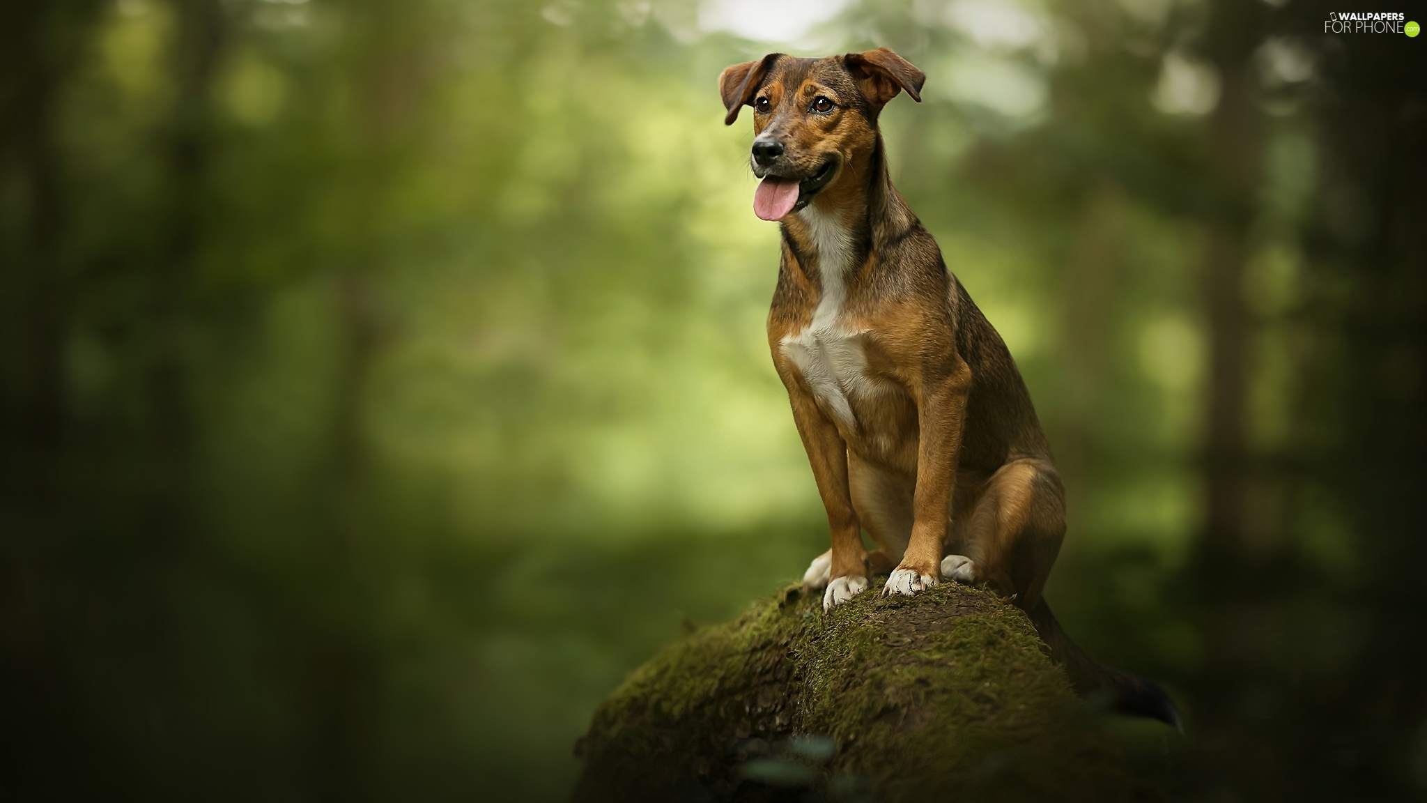 doggy, mossy, trunk, mongrel phone wallpaper: 2048x1152