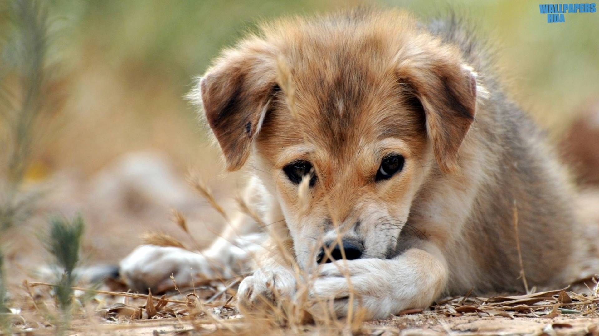 Sad mongrel puppy HD 1920×1080