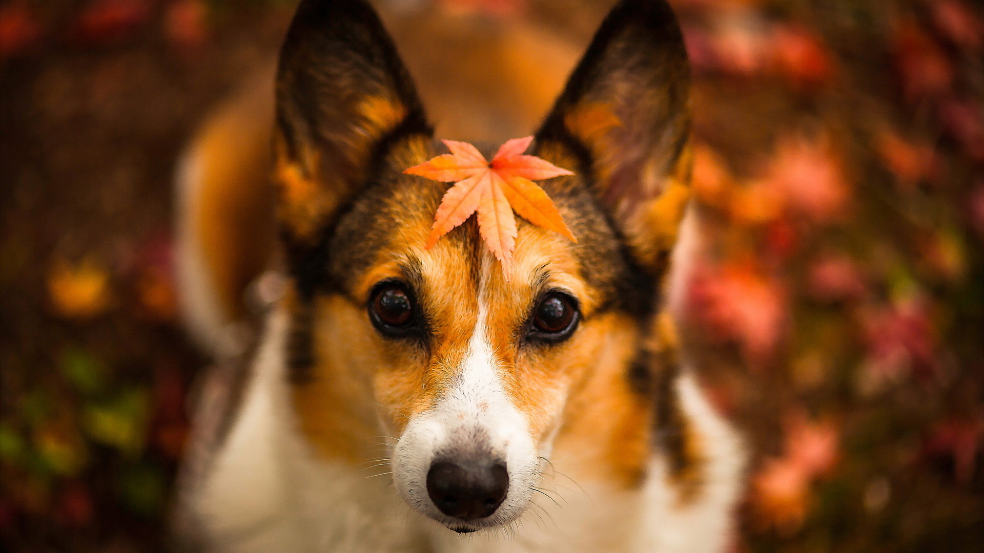 Free download Thoroughbred mongrel dogs background and Full HD Welsh Corgi [1920x1200] for your Desktop, Mobile & Tablet. Explore Welsh Corgi Wallpaper. Corgi Wallpaper for Computer, Corgi Desktop Wallpaper
