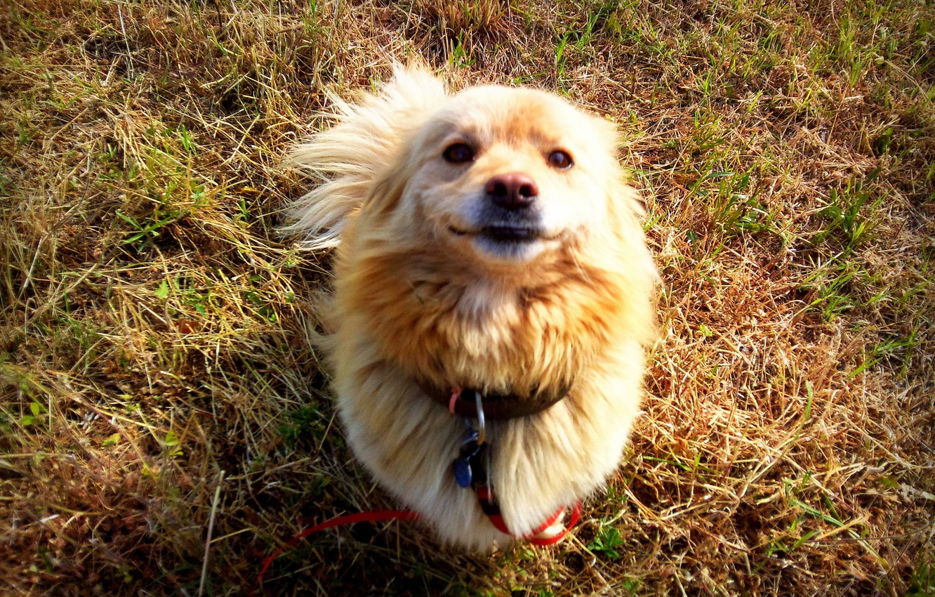 Wallpaper grass, smile, mongrel image for desktop, section собаки