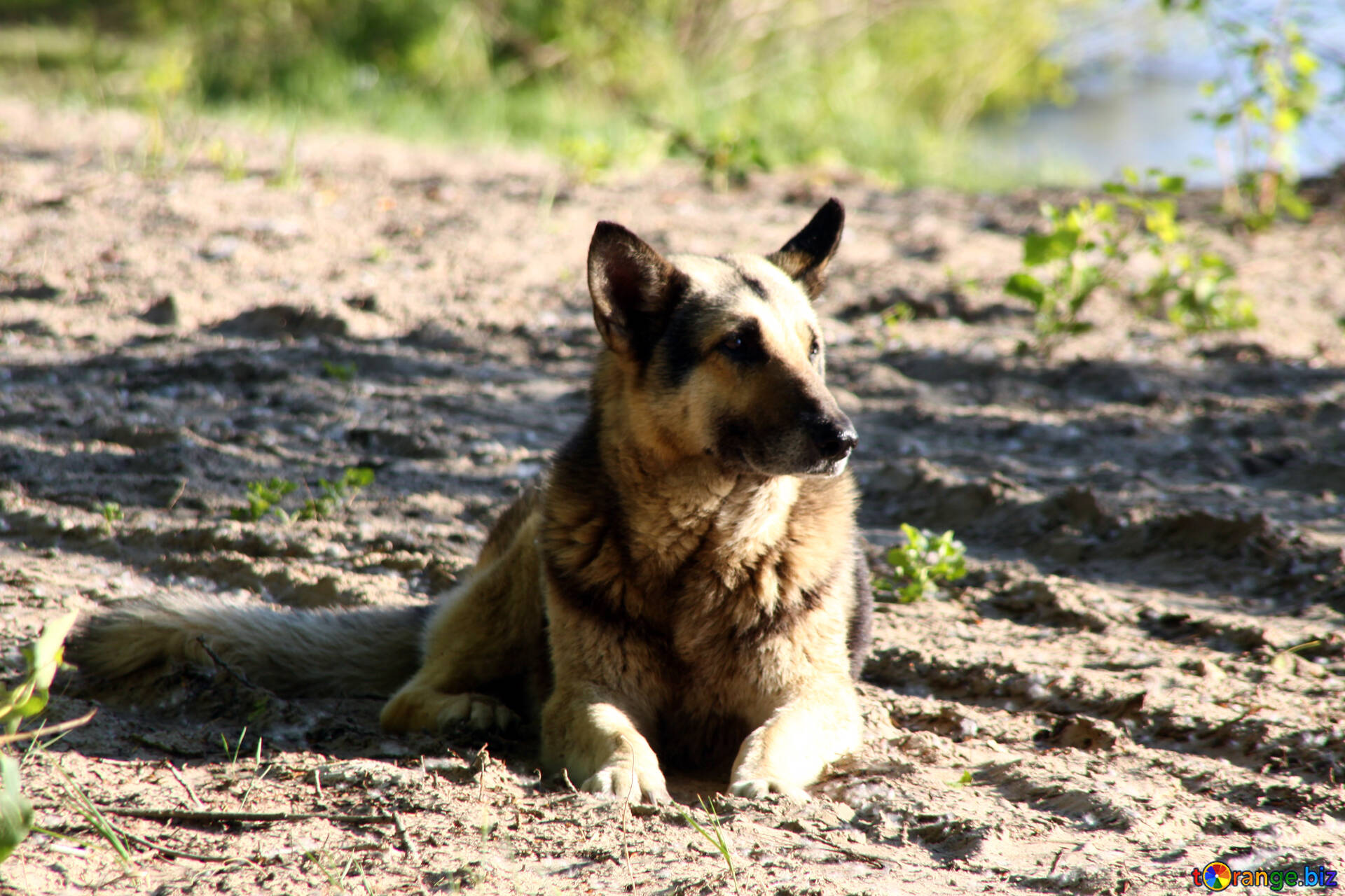 Mongrels Dogs Image Mongrel Image Dog № 1942. Torange.biz Free Pics On Cc By License