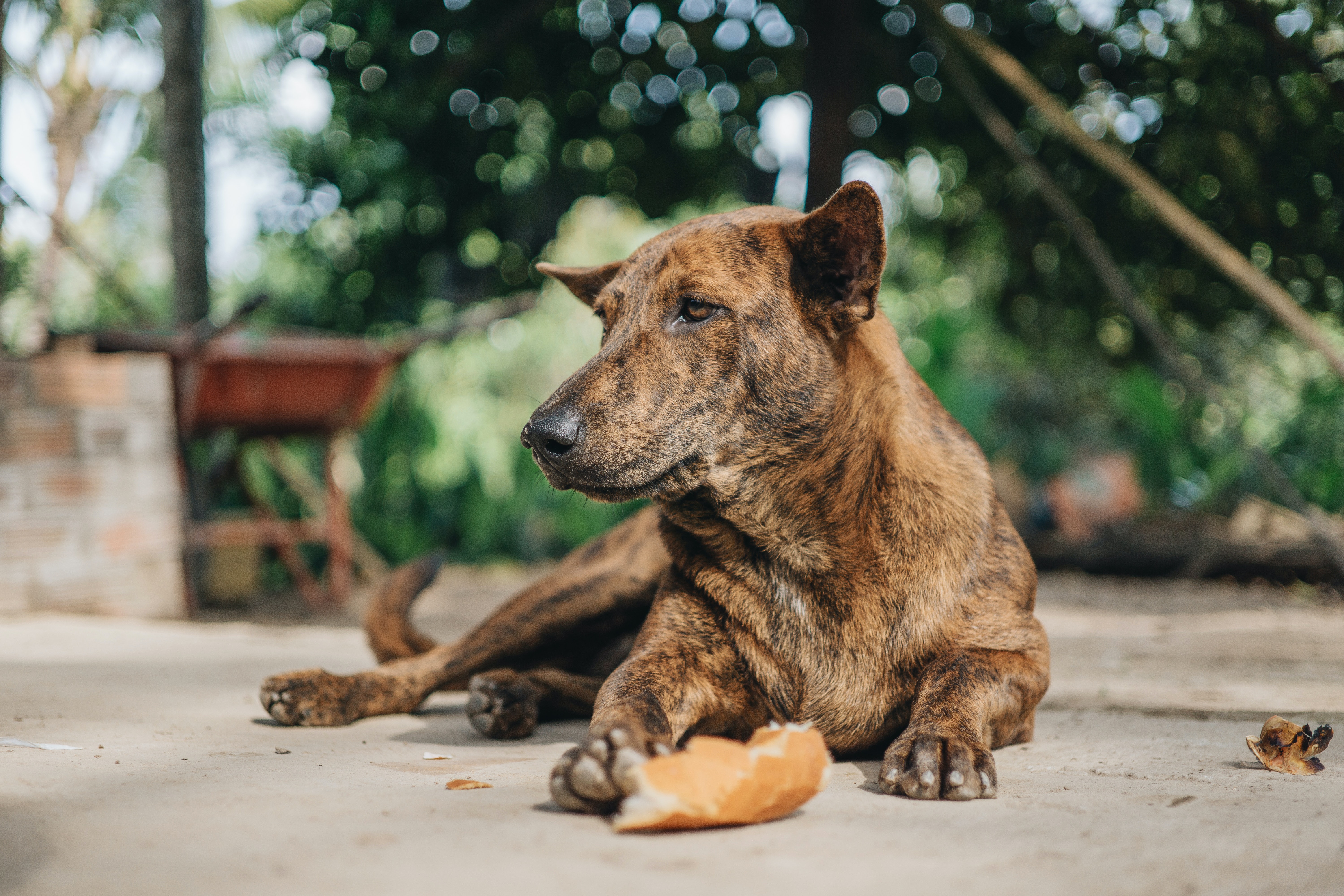 Tranquil mongrel dog lying on ground with piece of bread · Free