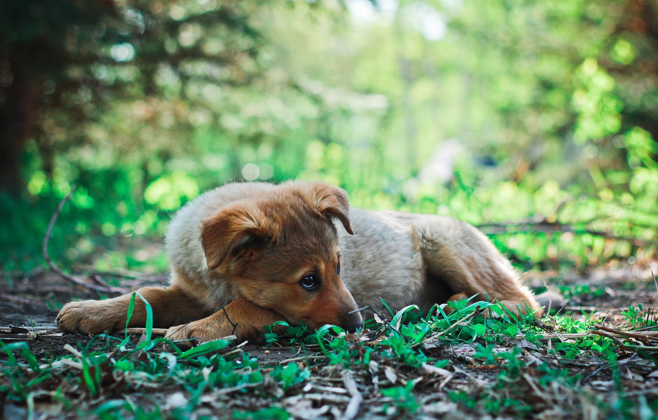 Wallpaper animals, grass, look, photo, each, dog, cute, puppy, lies, green, canon, mongrel, dog, dog, doggie, 600D image for desktop, section животные