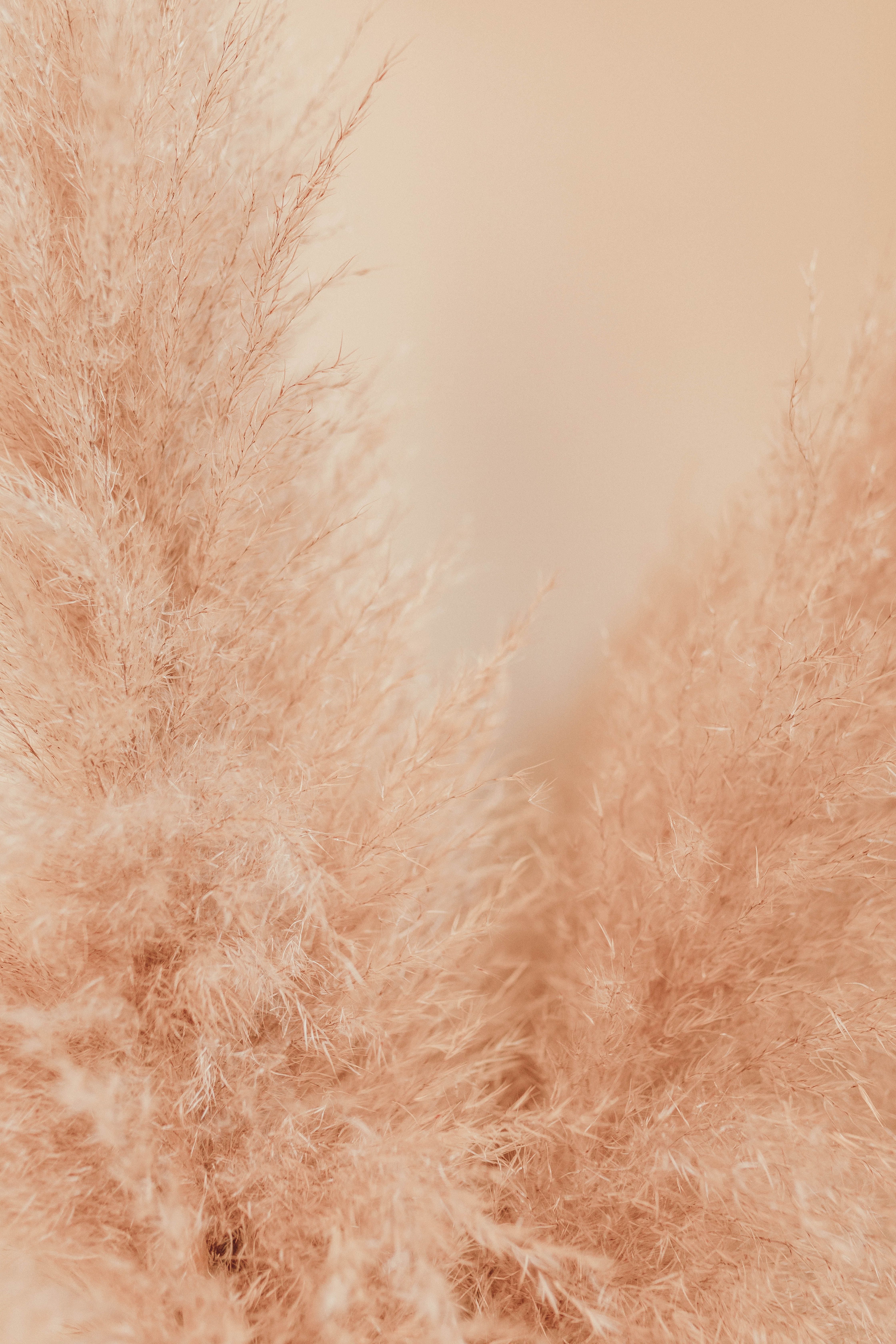 Pampas Grass Wallpaper