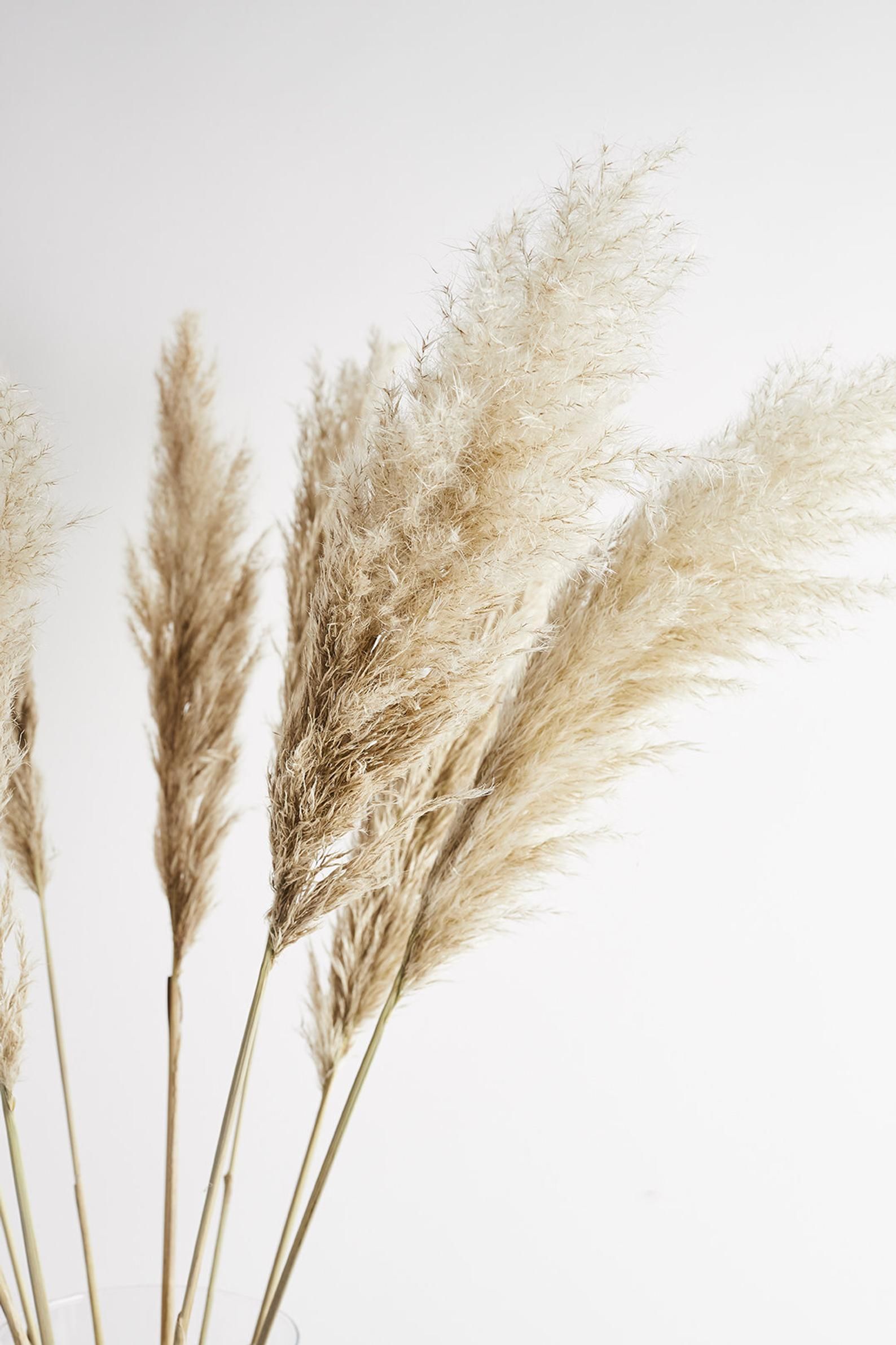 Pampas Grass 120cm. Grass wallpaper, Pampas grass, Aesthetic background