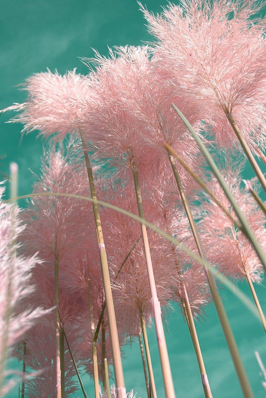 Pampas Grass: How To Decorate With The Interior Design Trend That's Everywhere Right Now To Follow. Pink pampas grass, Cortaderia selloana, Pampas grass seed