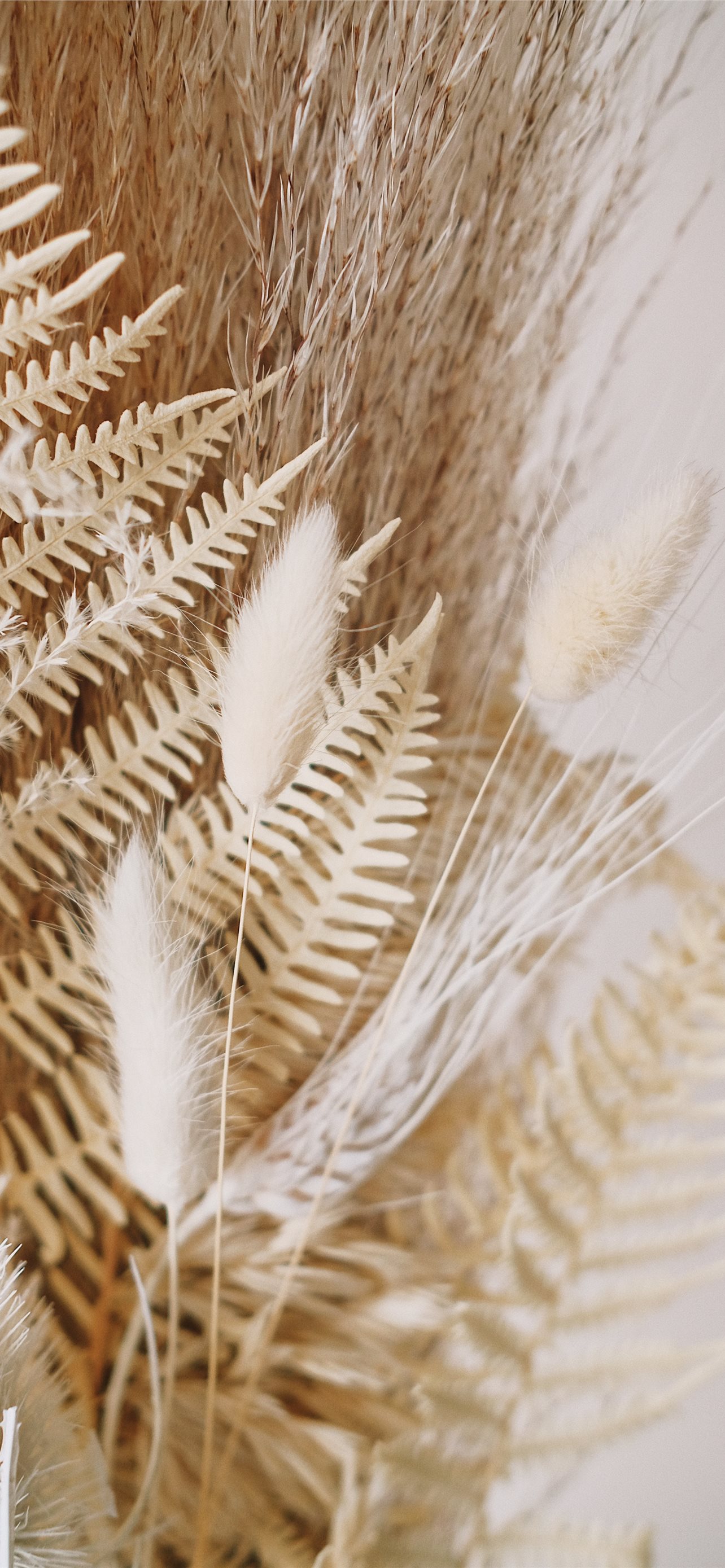 Pampas Grass Wallpapers - Wallpaper Cave