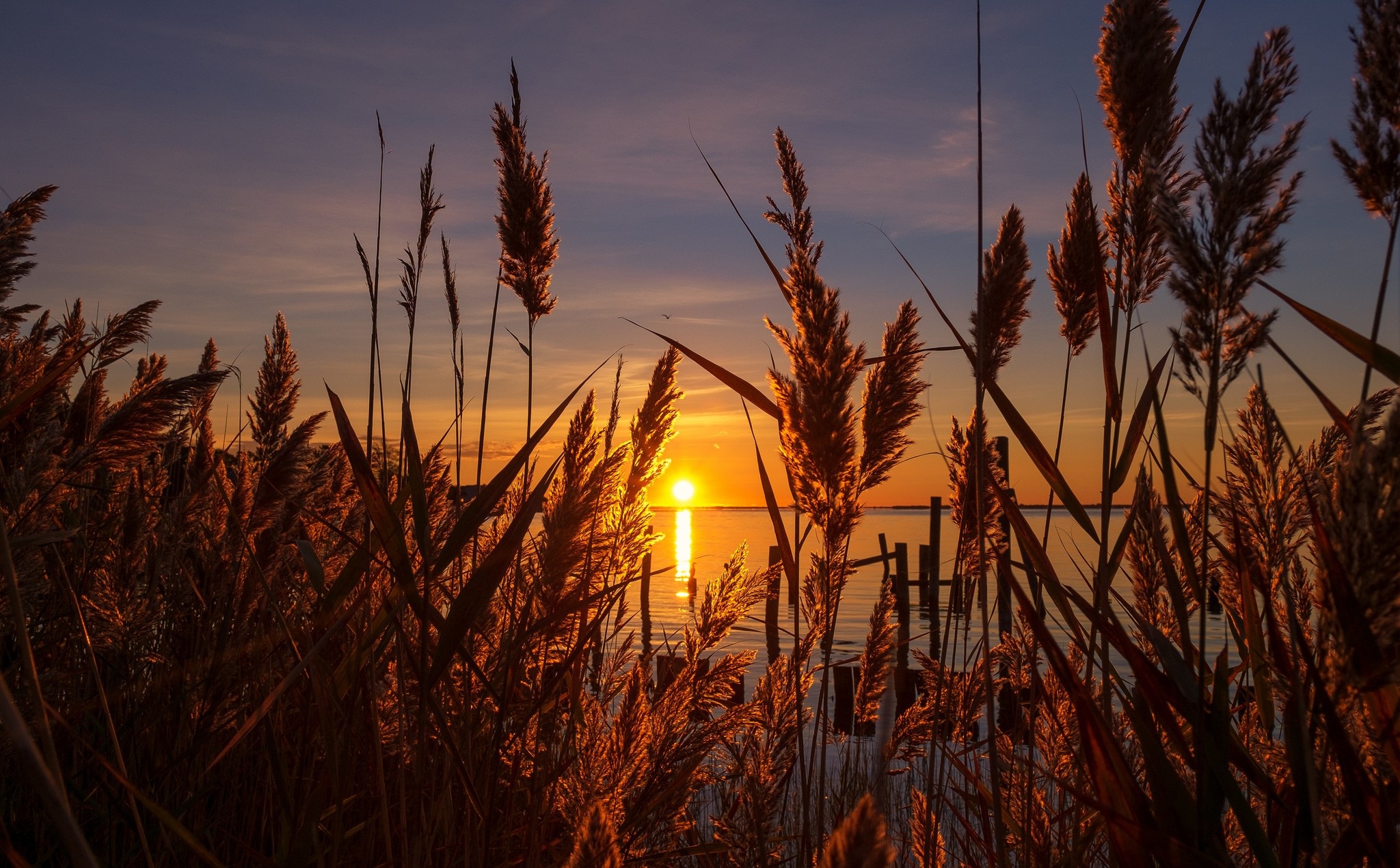 Pampas Grass Wallpapers - Wallpaper Cave