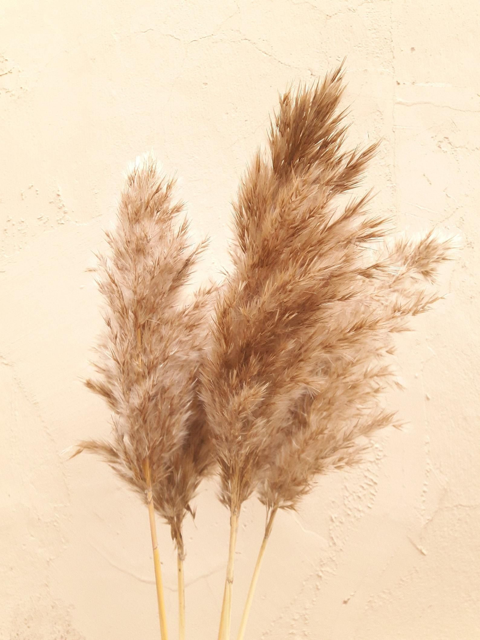 Feather Grass, Decorative Plumes, Dried Decor, Pampas, Dry Flowers Bouquet, Pampas Grass Decor, Grass Decor, Bathroom Decor. Grass wallpaper, Grass decor, Pampas grass decor