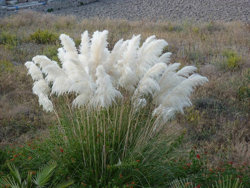 White Pampas Grass Seed - (Cortaderia Selloana) Tall, Tough and Beautiful Growing & Decor Perennial, Pet Supplies