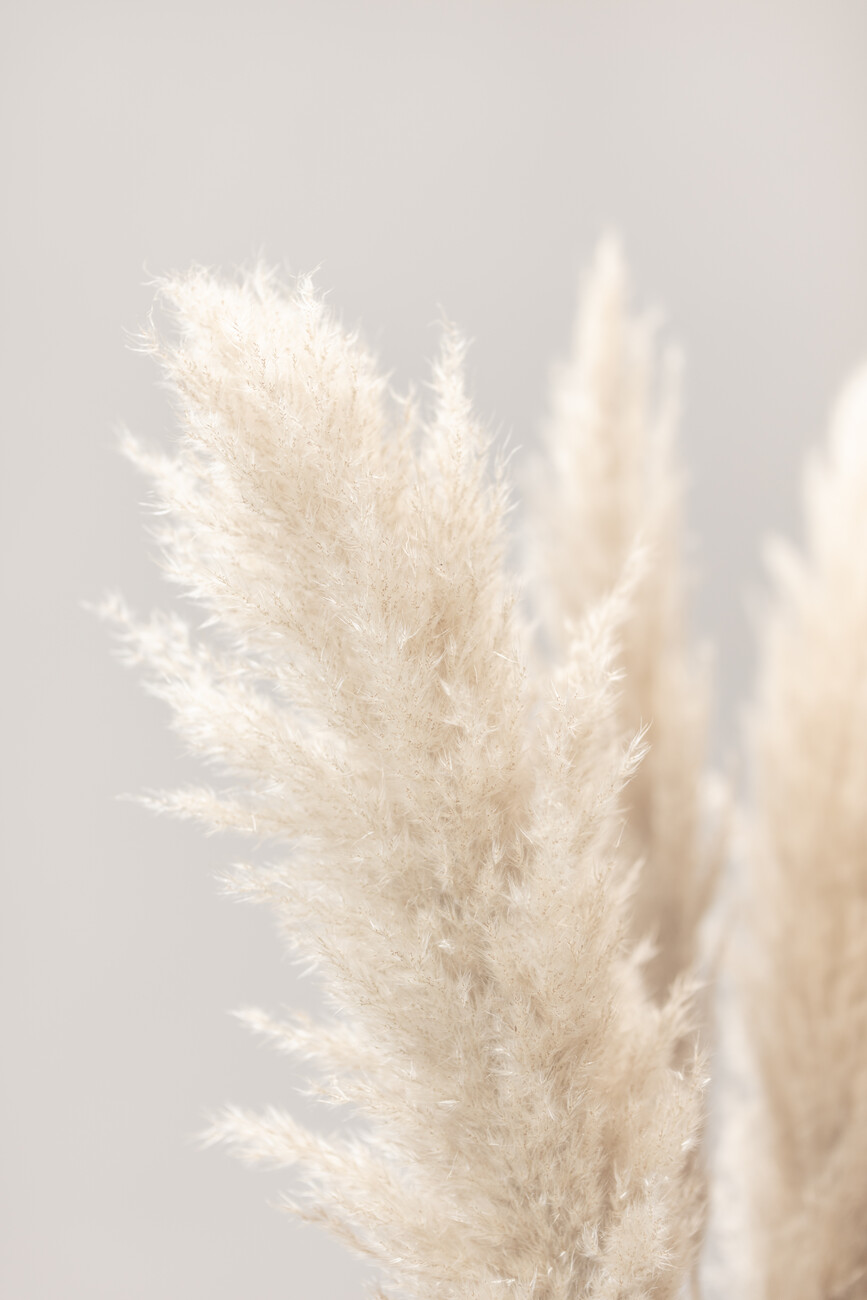 Pampas Grass Wallpapers - Wallpaper Cave