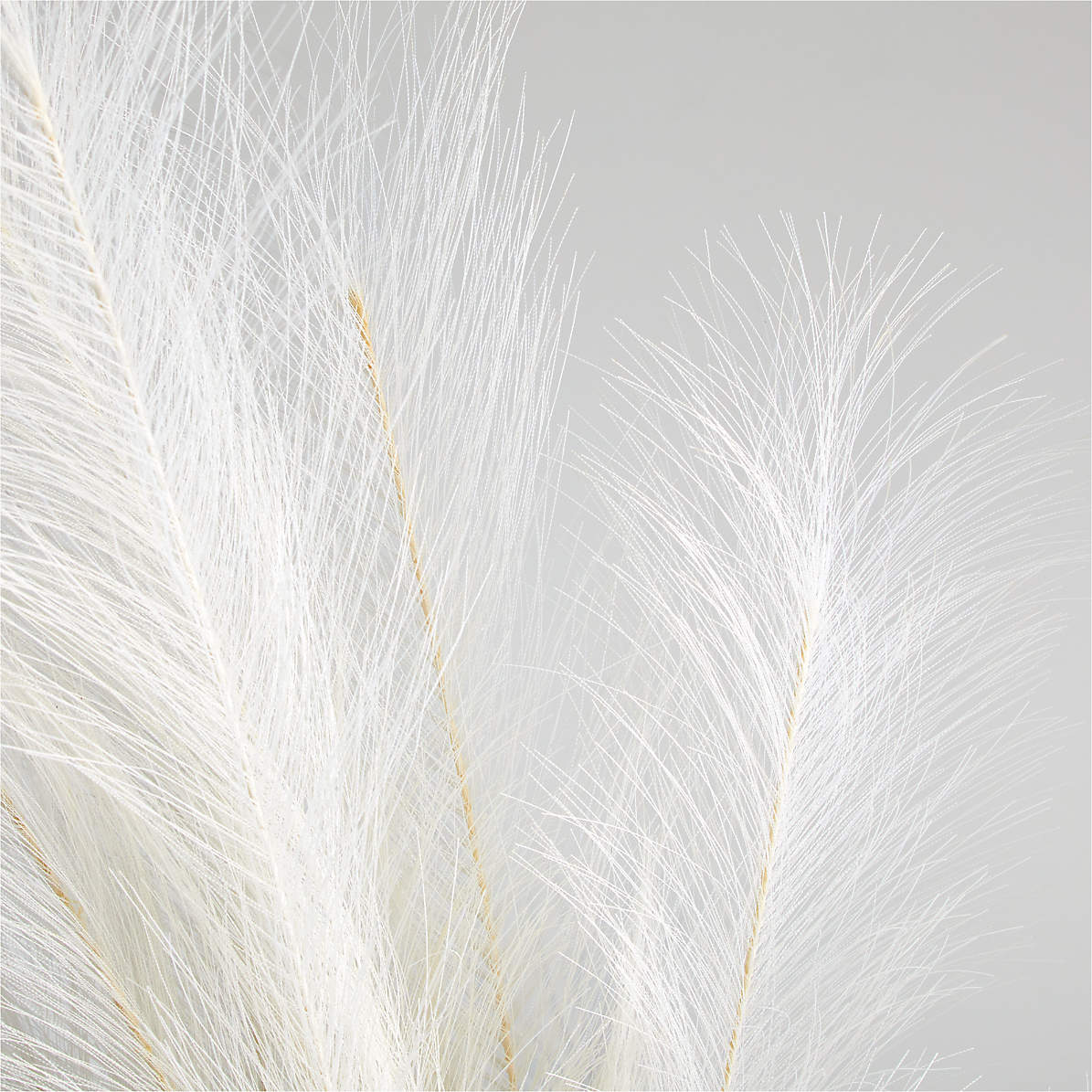 Pampas Grass Wallpapers - Wallpaper Cave