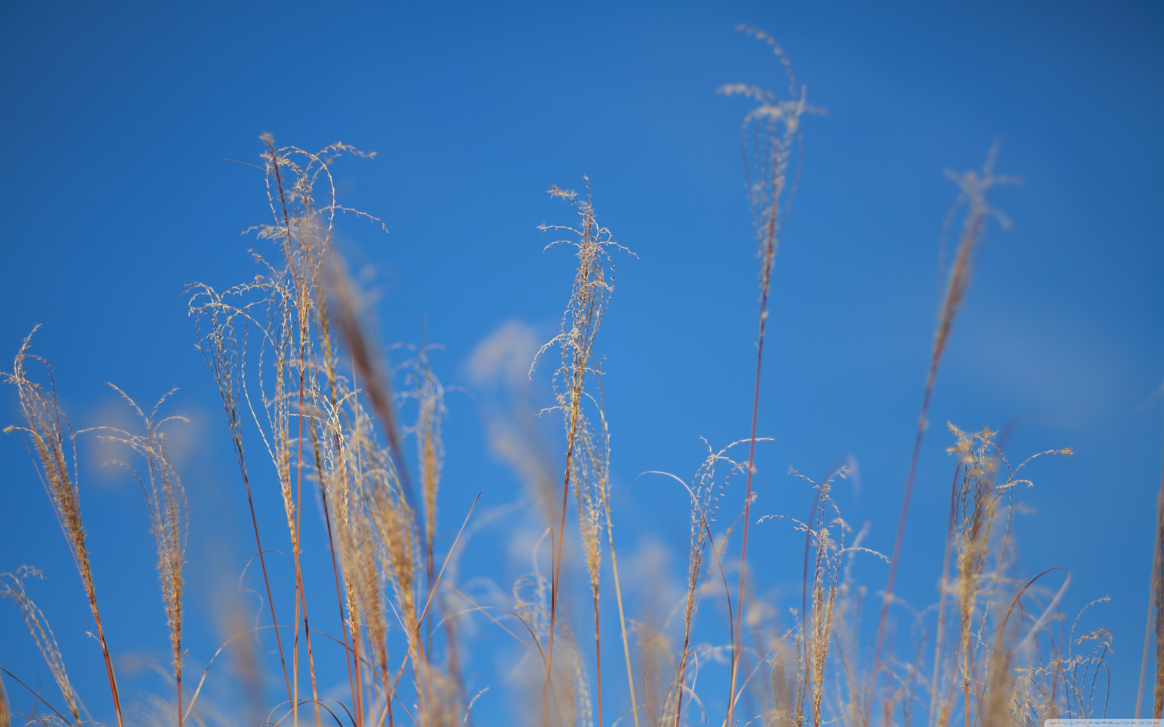 Japanese Pampas Grass Ultra HD Desktop Background Wallpaper for 4K UHD TV, Widescreen & UltraWide Desktop & Laptop, Tablet
