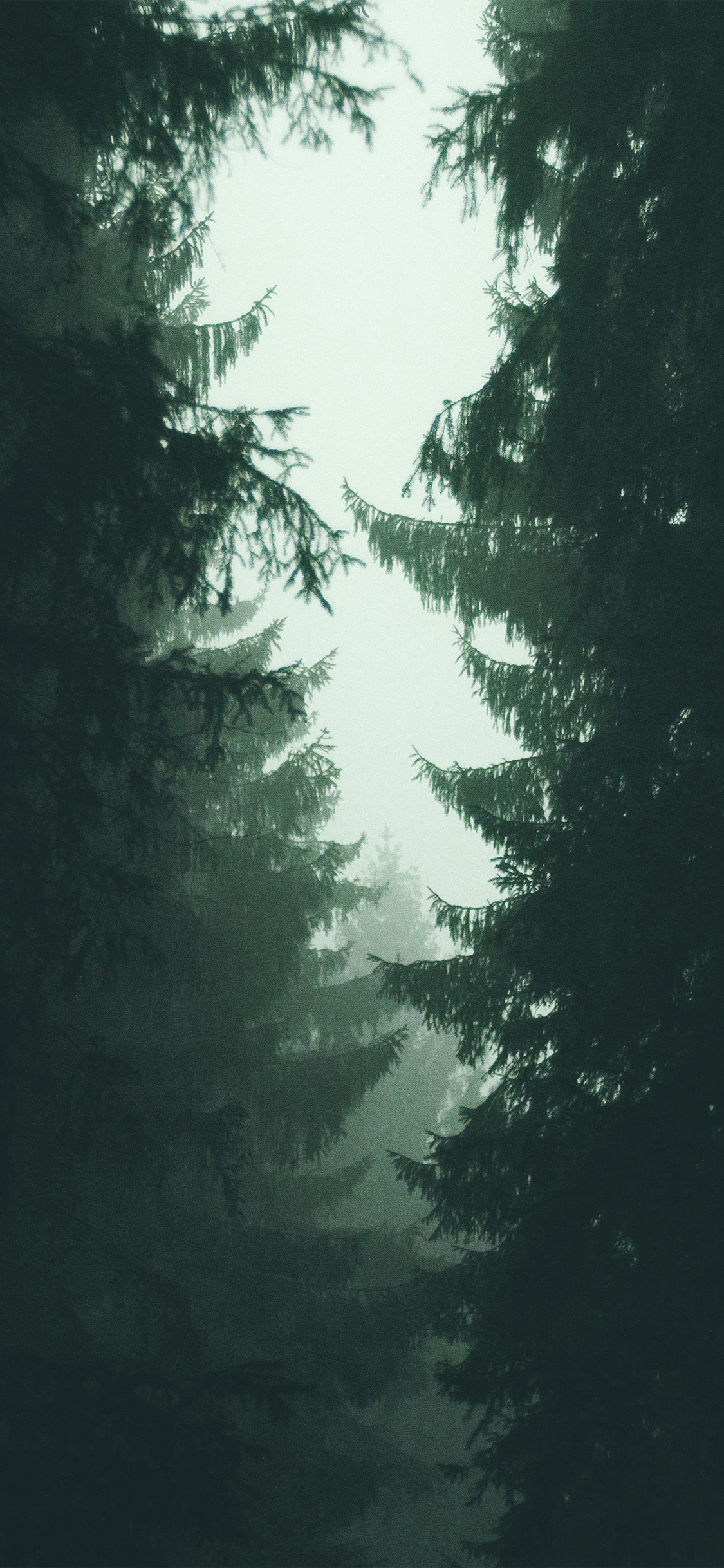 iPhone X wallpaper. wood tree simple nature green