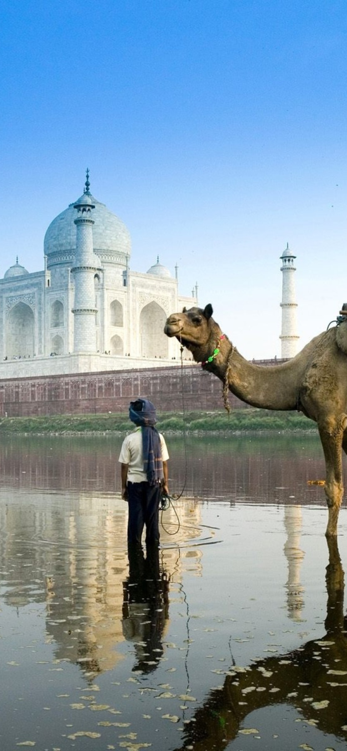 Camel Near Taj Mahal Wallpaper for iPhone 12 Pro