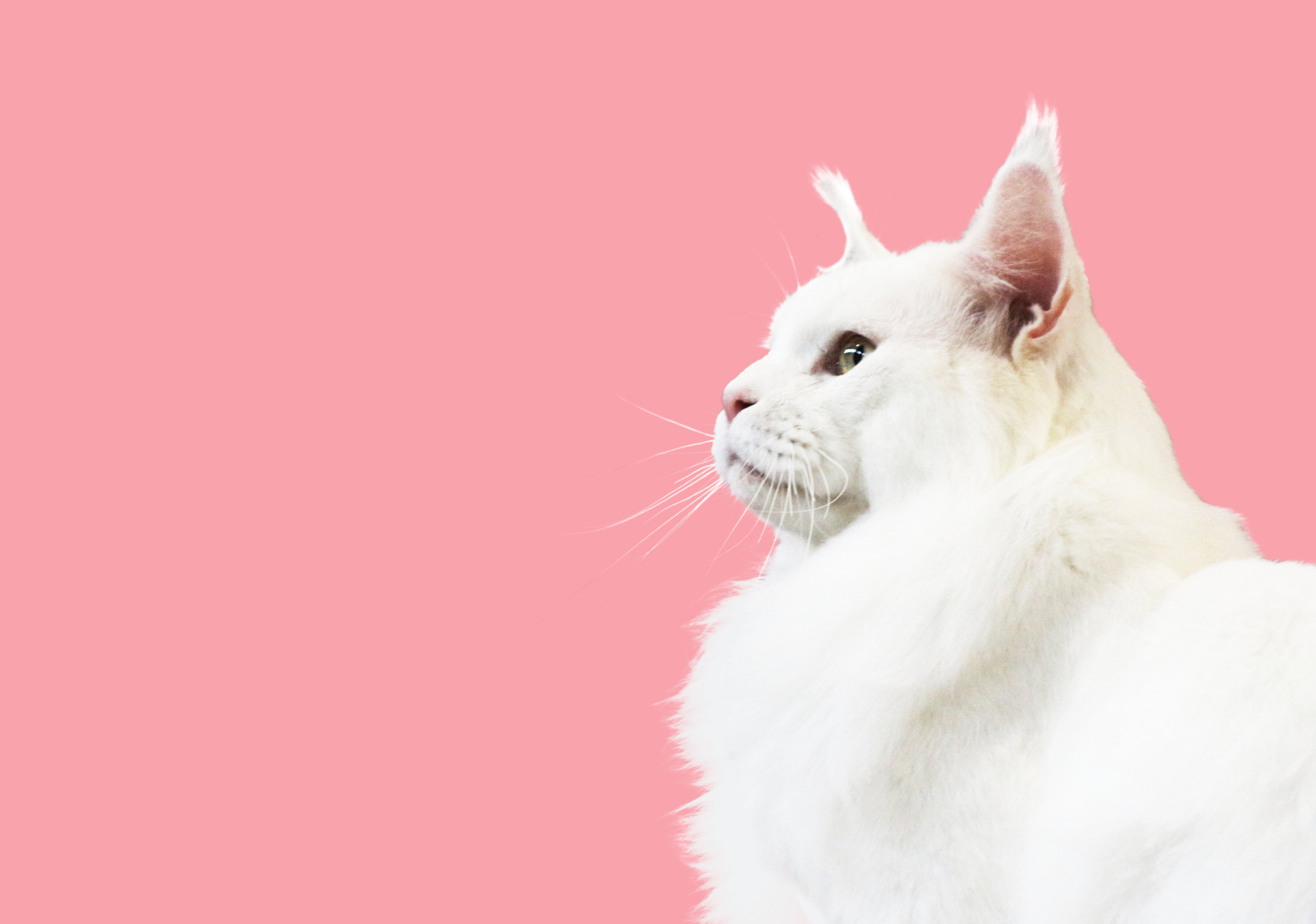 Pink Cat Wallpaper, HD Pink Cat Background on WallpaperBat
