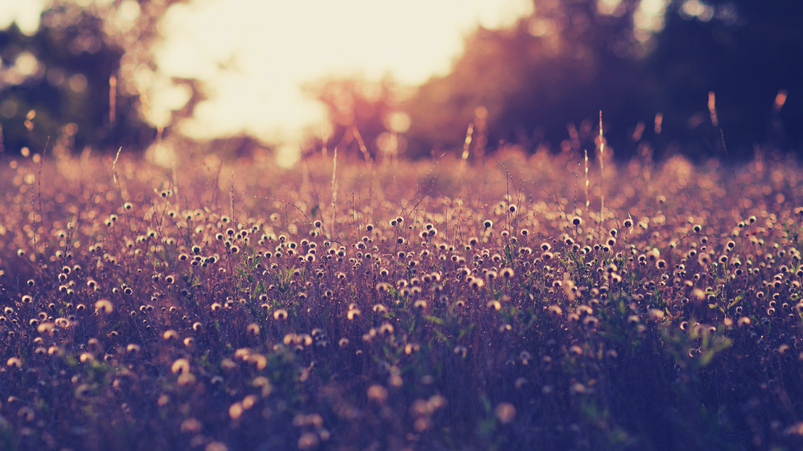 Free download macbook background nature wallpaper details [1920x1200] for your Desktop, Mobile & Tablet. Explore Free Wallpaper for MacBook. MacBook Wallpaper Free Download