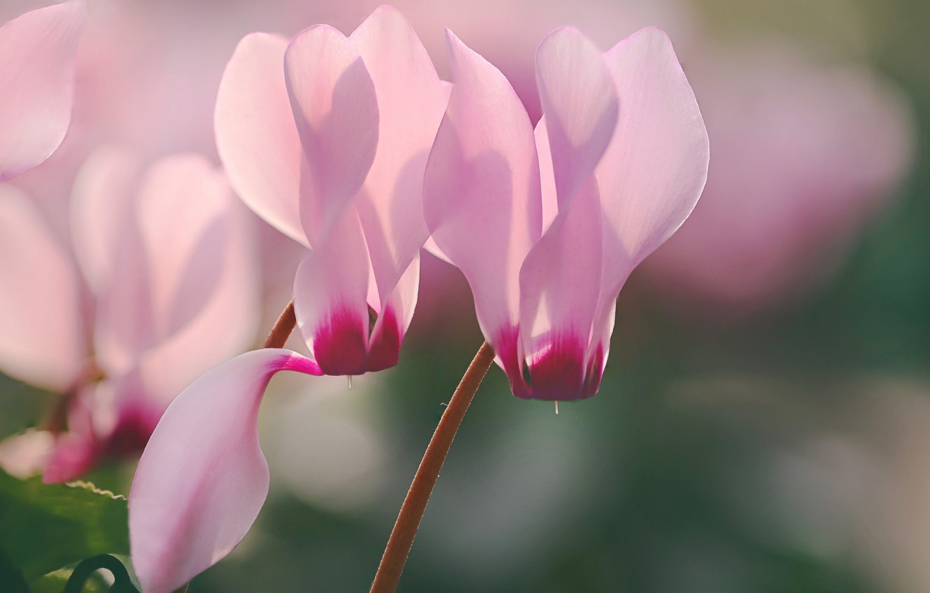 Cyclamen Wallpapers - Wallpaper Cave