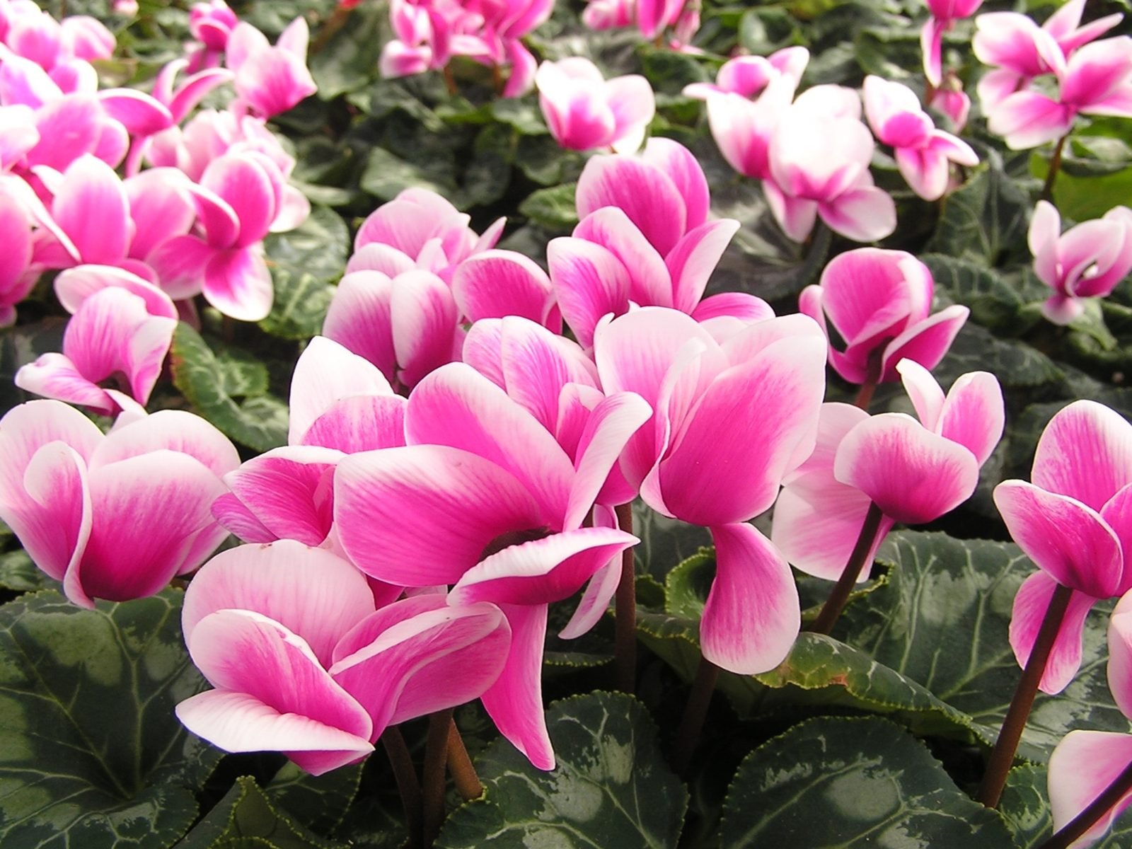 Cyclamen Wallpapers - Wallpaper Cave