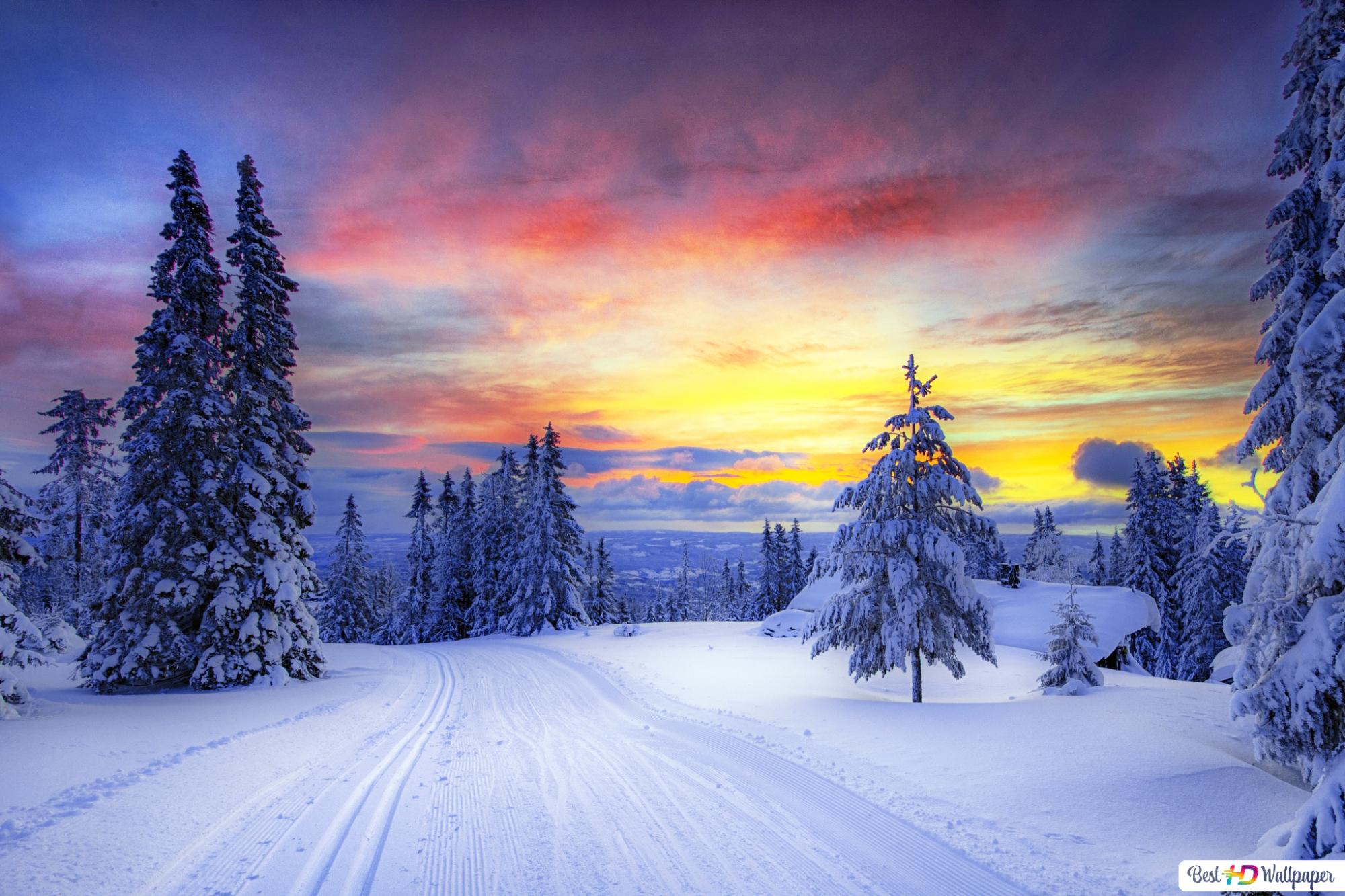 Sunset in the forest in winter day HD wallpaper download