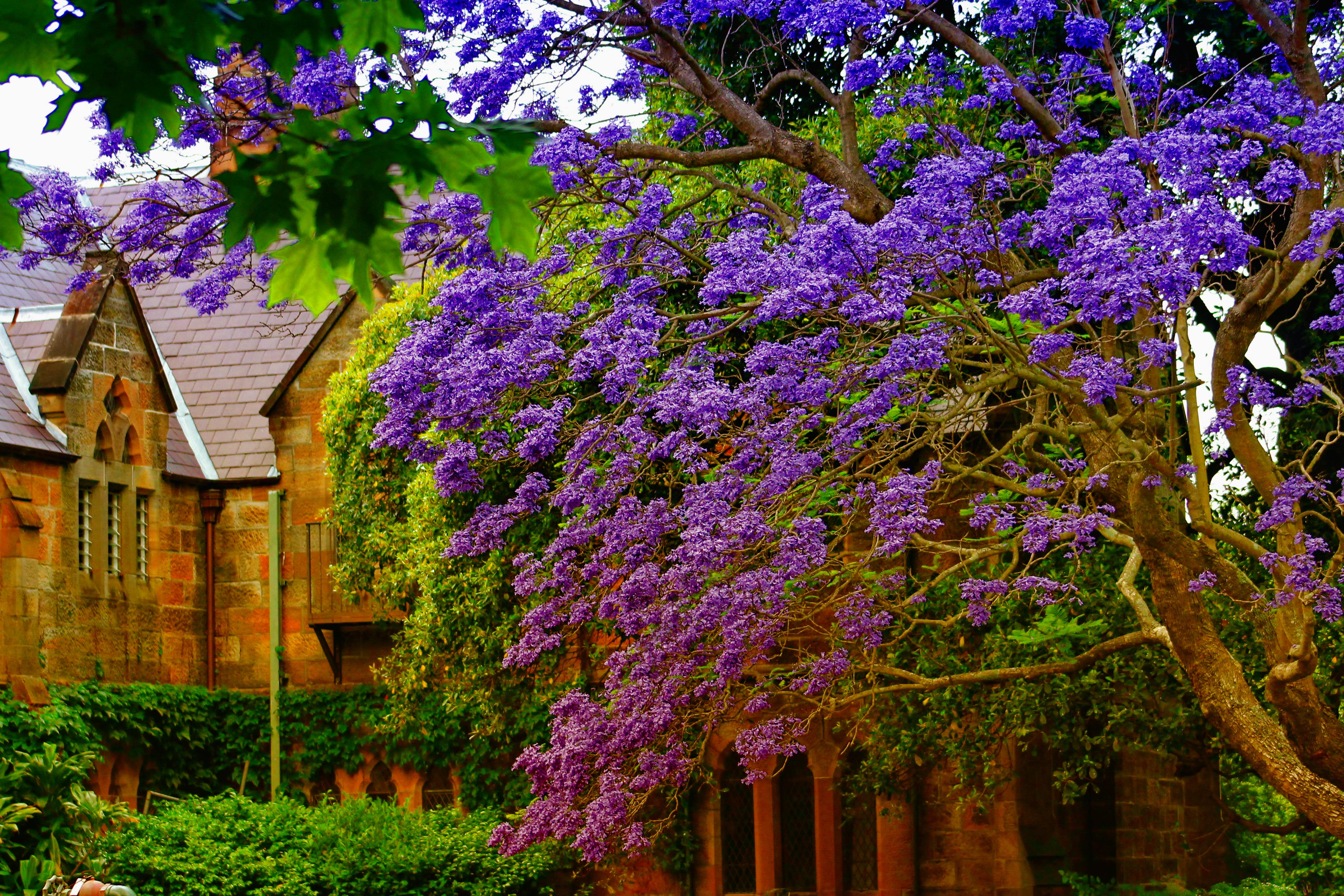 Spring Blossoms Outside of Church HD Wallpaper
