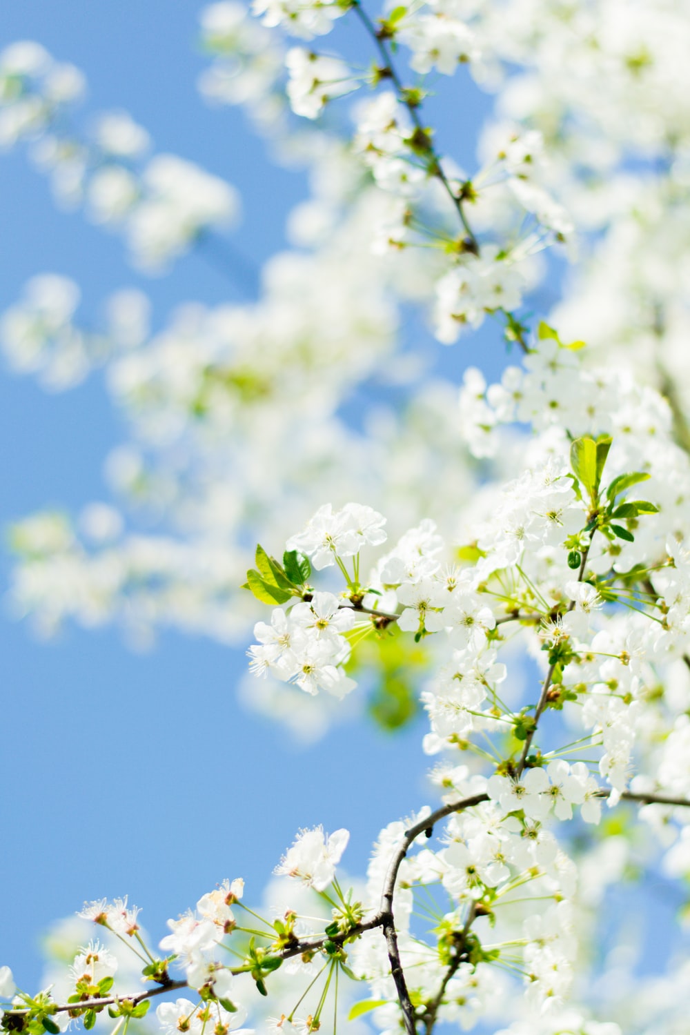 white flowers under blue sky during daytime photo