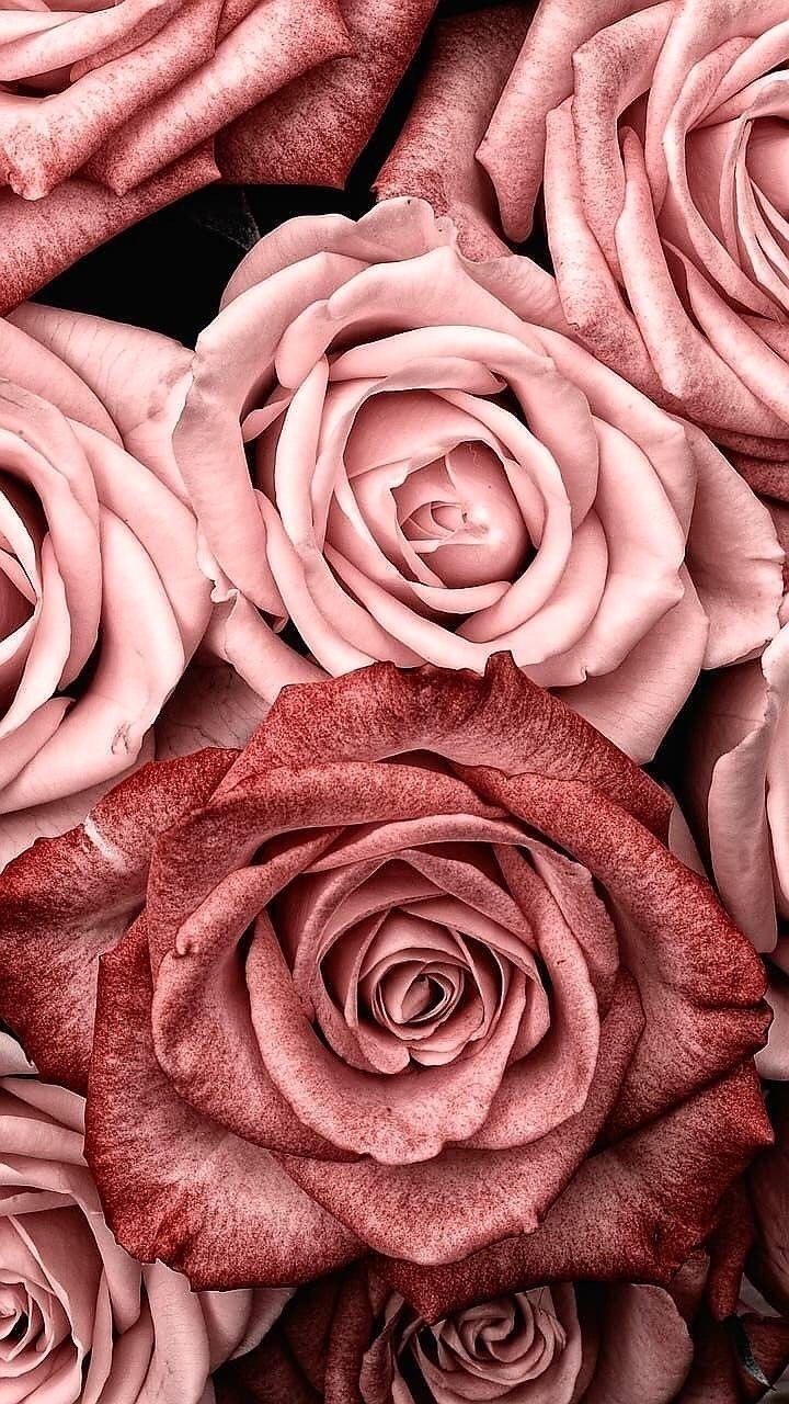 Pink Aesthetic Wallpaper Red Rose Flower Stock Illustration 2021527070   Shutterstock