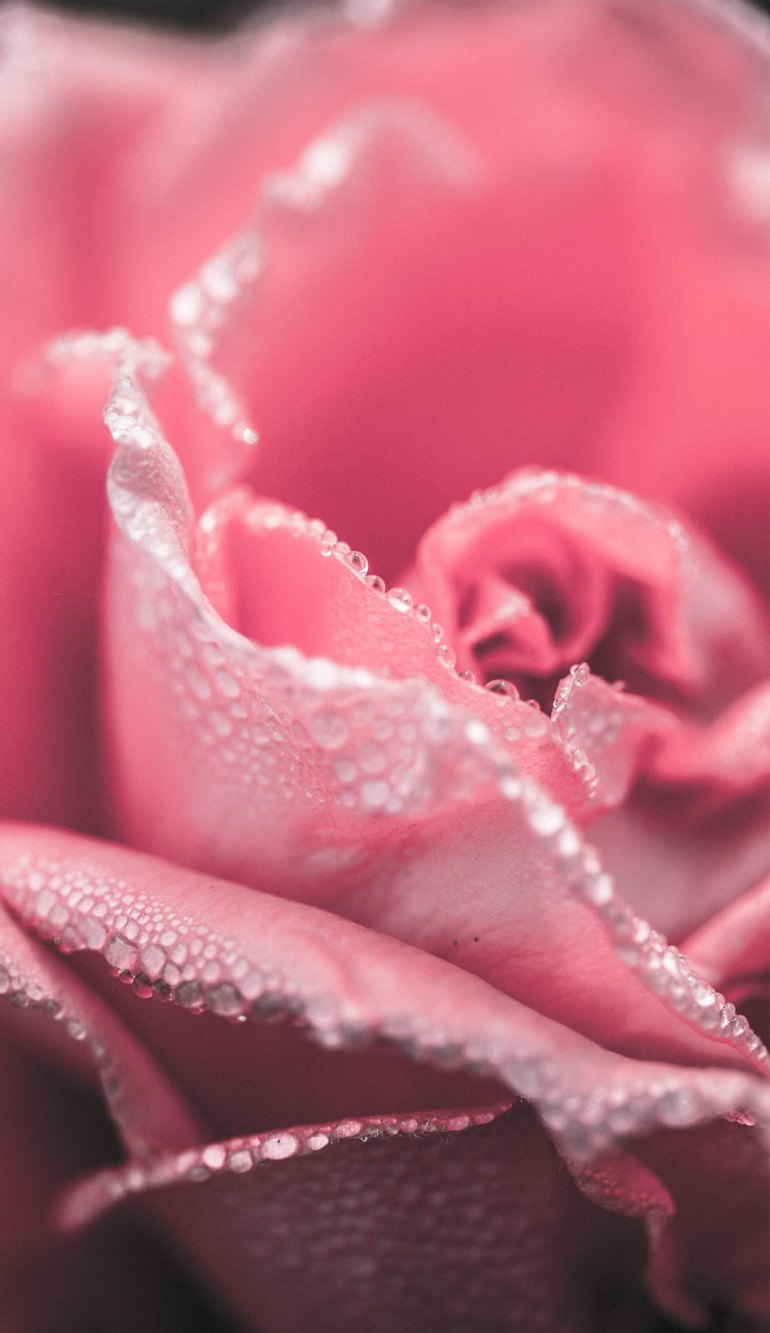 Pink Aesthetic Picture, Pink Rose Wallpaper