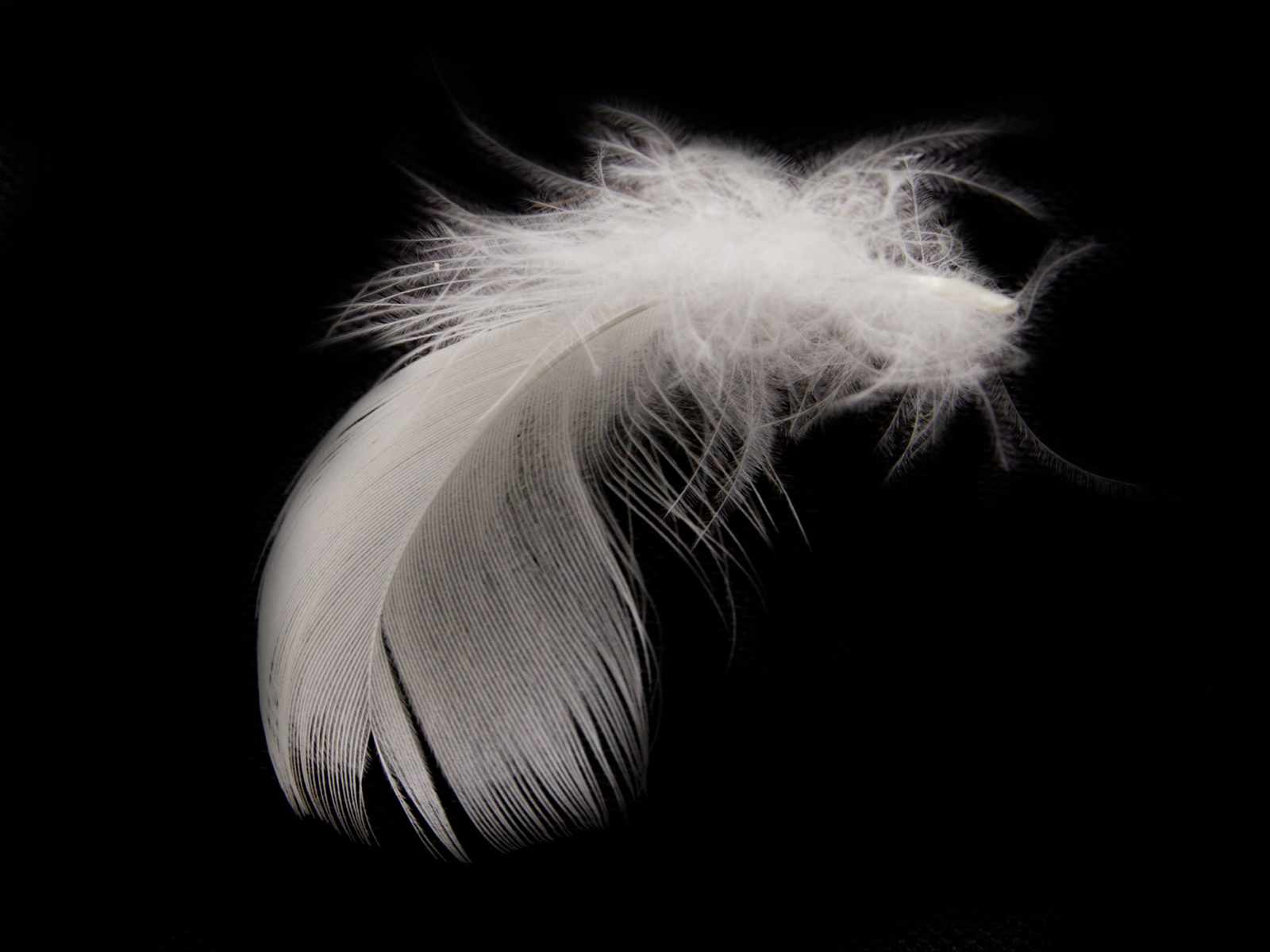 Goose Feather Wallpapers - Wallpaper Cave