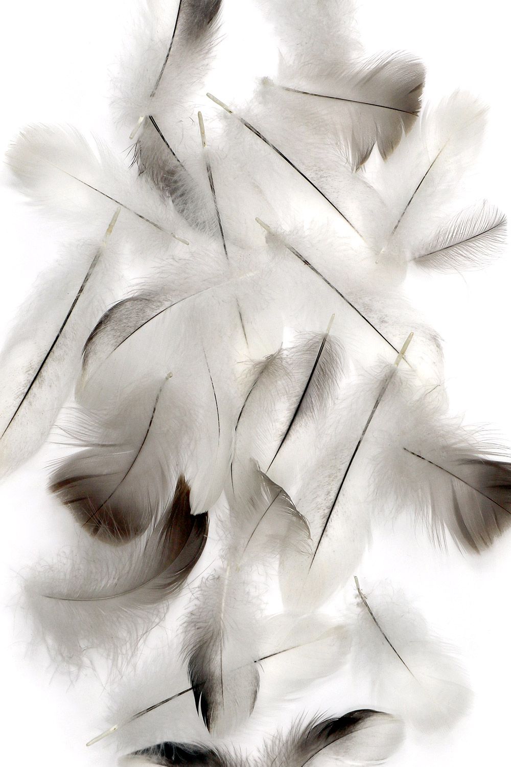 needles in a featherstack. Desain, Dinding