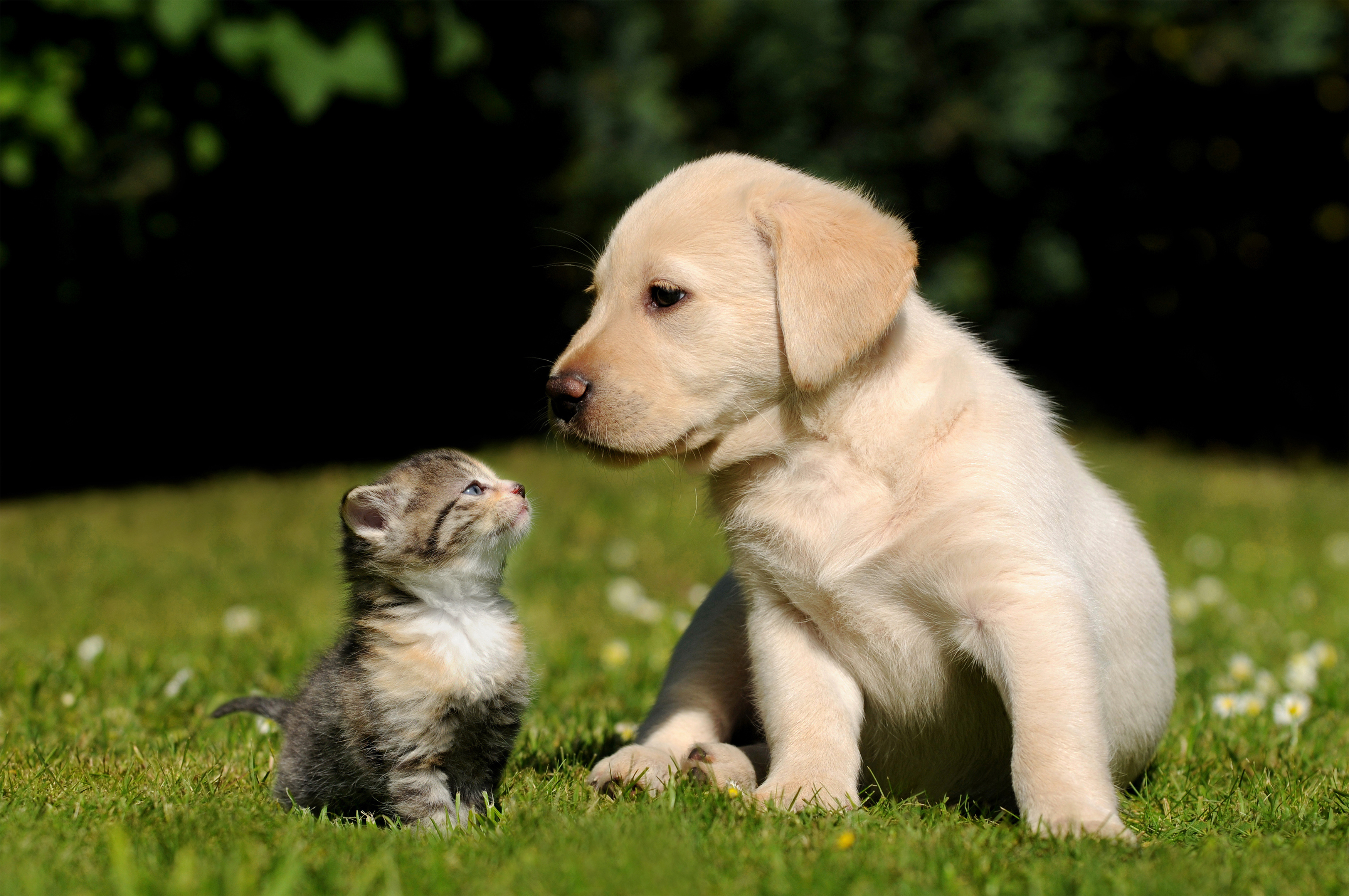Cute Little Dog and Kitten Background​-Quality Free Image and Transparent PNG Clipart