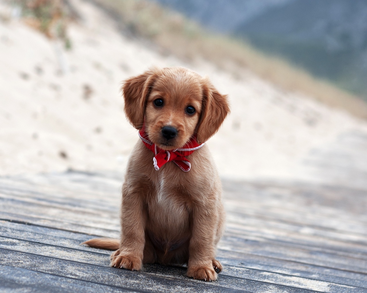 Cute Little Puppy 19985 1280x1024px