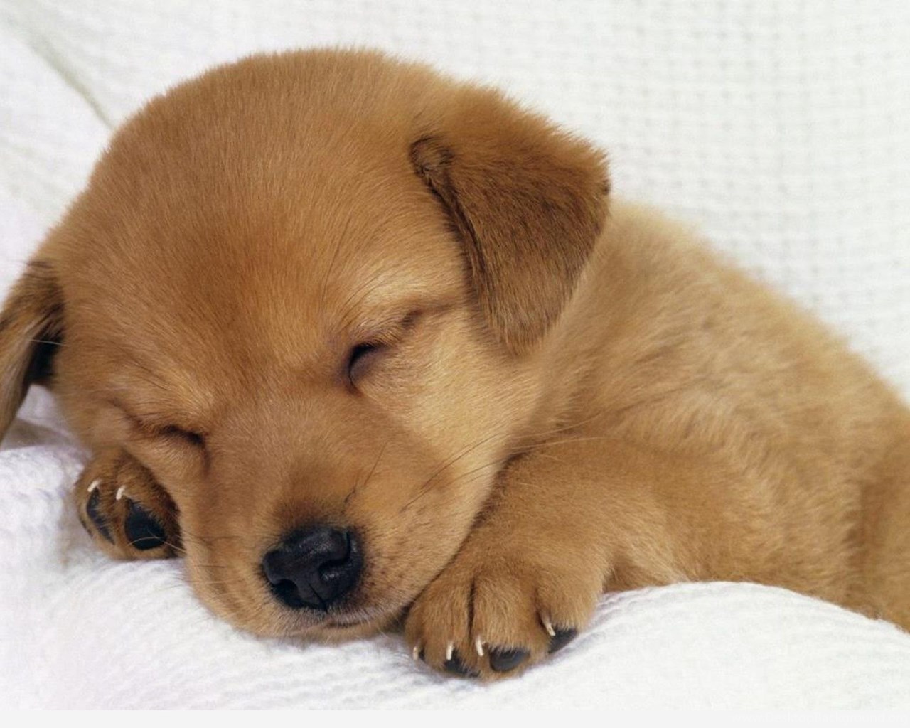 Cute Dog Dog Wallpaper 2. Cute Animal Wallpaper Dogs. 1280x800px. Desktop Background