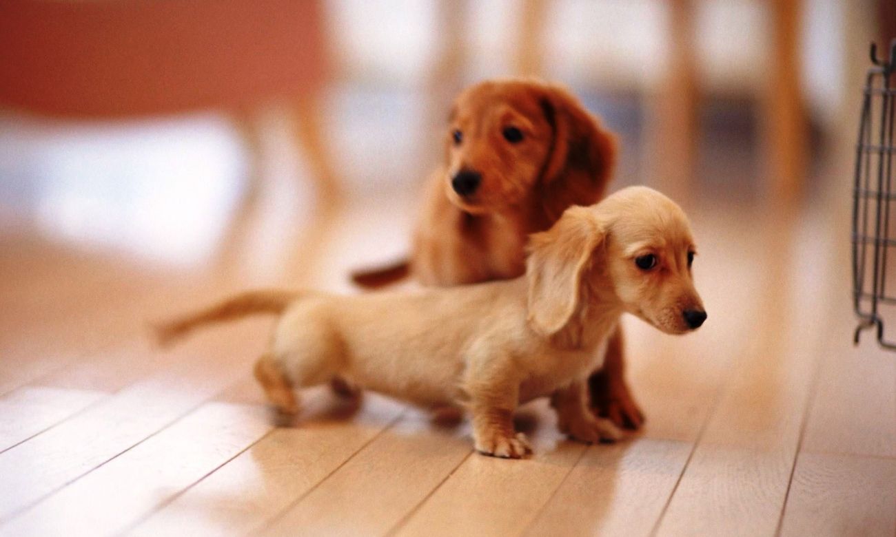 Cute Little Sausage Dogs Wallpaper & Background Download