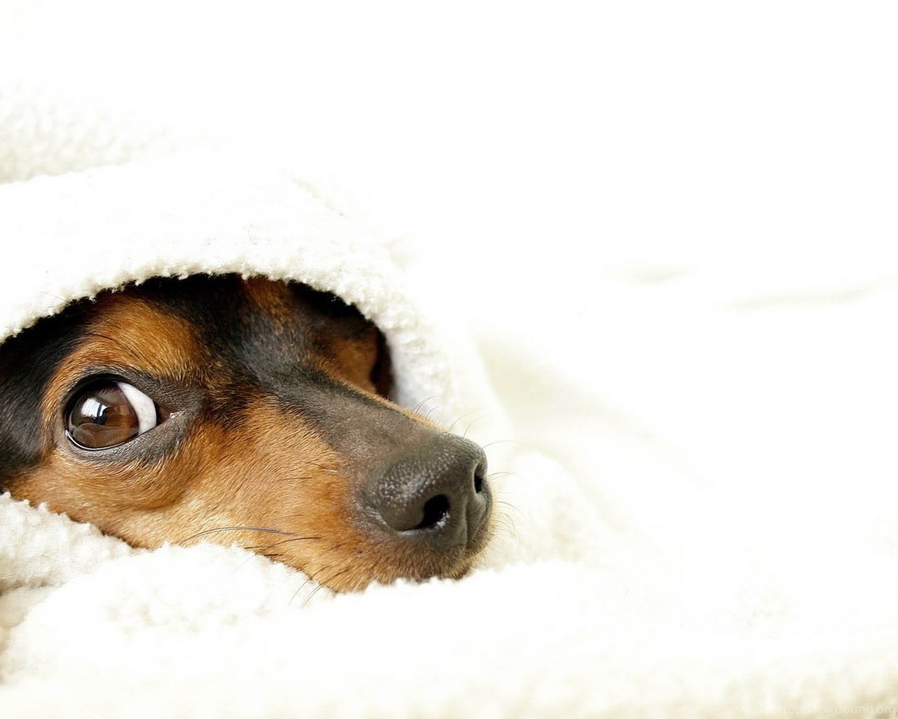 Cute Dog Wallpaper HD Desktop Background