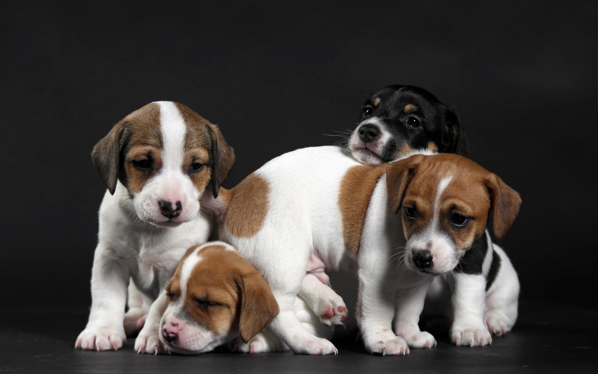 Cute Little Puppies HD Wallpaper