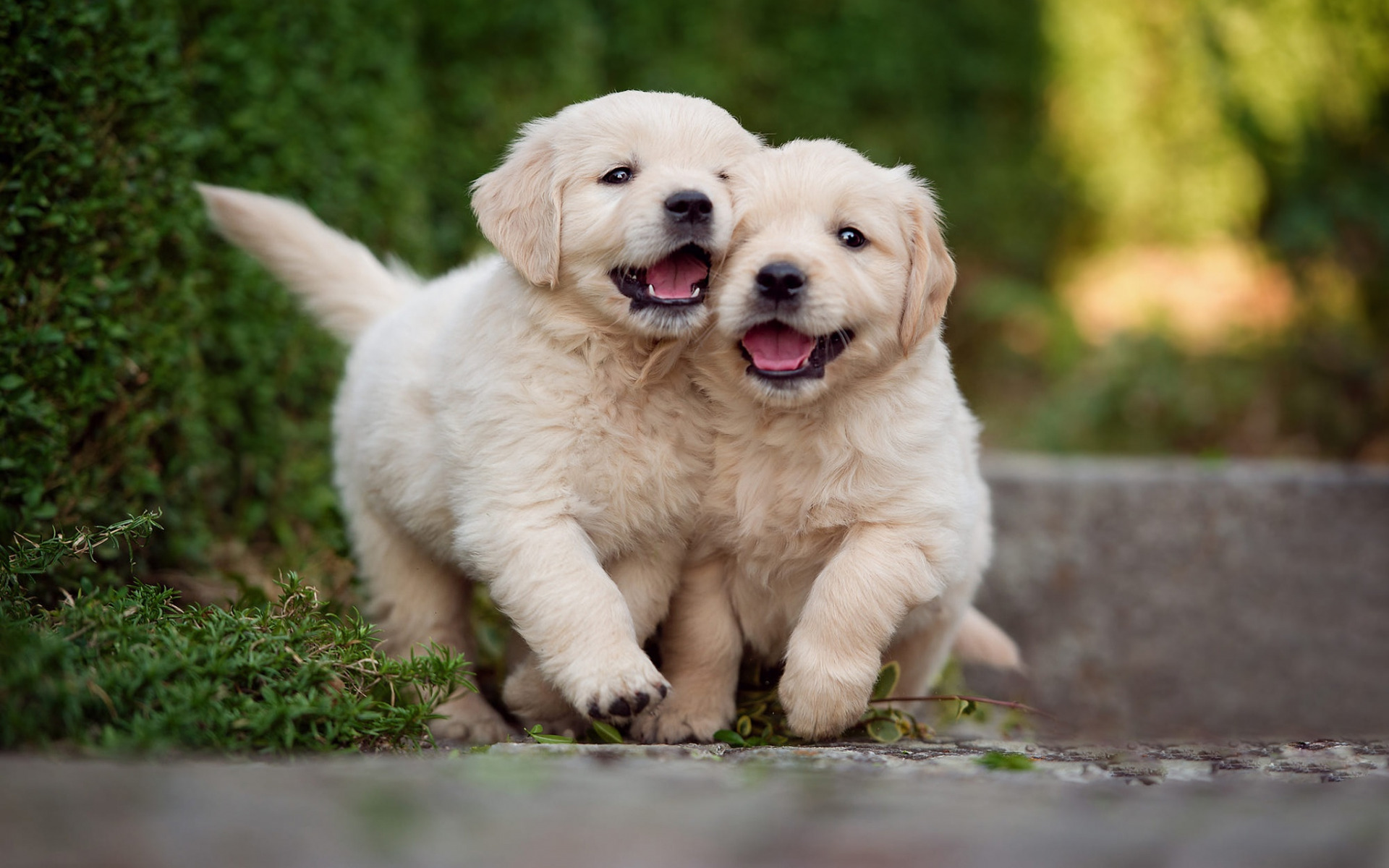 Download wallpaper golden retriever, little puppies, cute little dogs, pets, labrador, puppies, cute animals for desktop with resolution 1920x1200. High Quality HD picture wallpaper