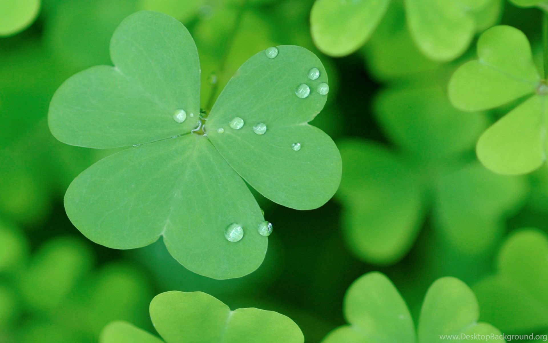 Pretty st patricks day wallpapers wallpaper cave